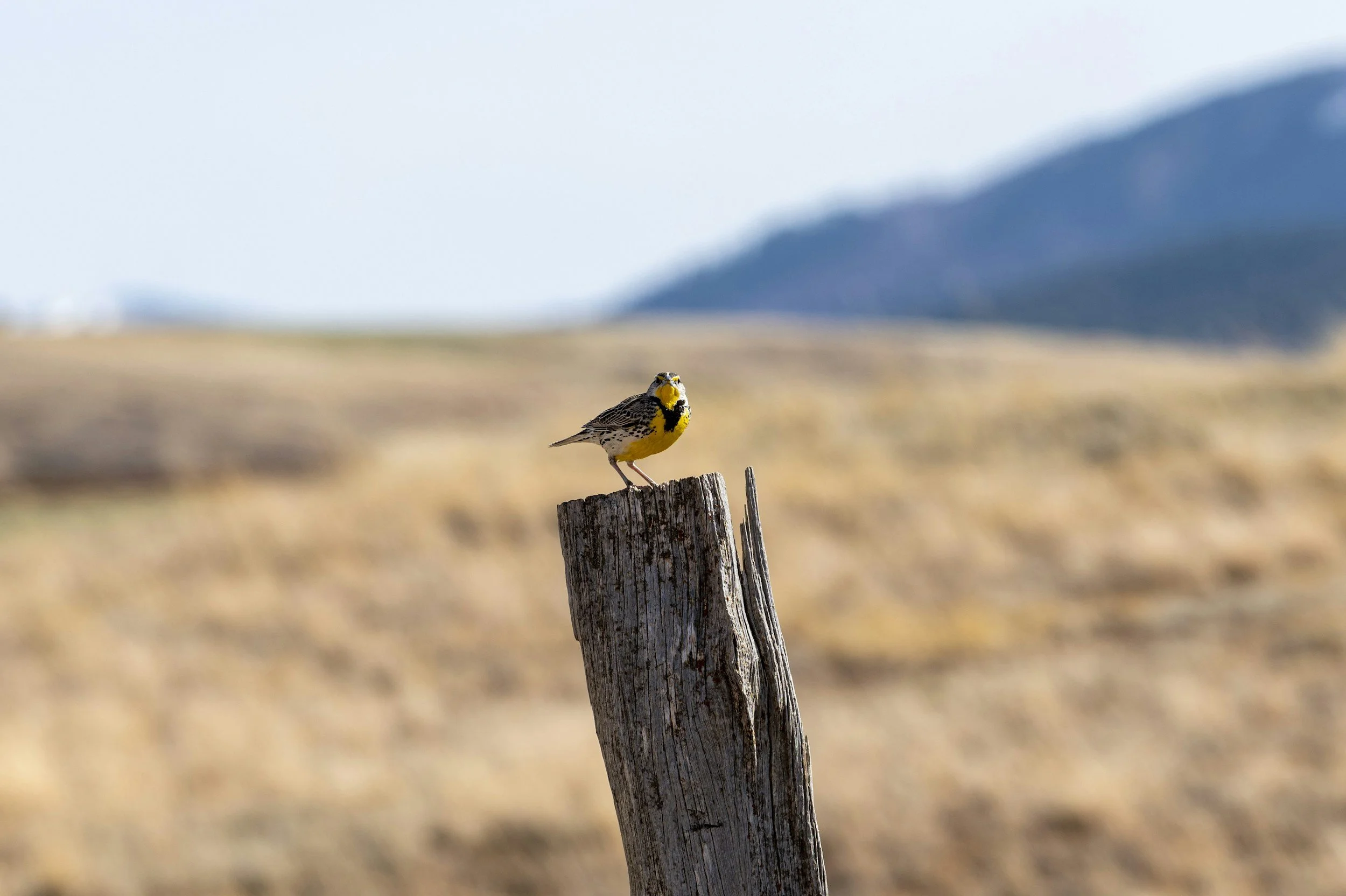 A small yellow and black bird perched on a weathered wooden post in a vast open landscape with blurred hills in the background.