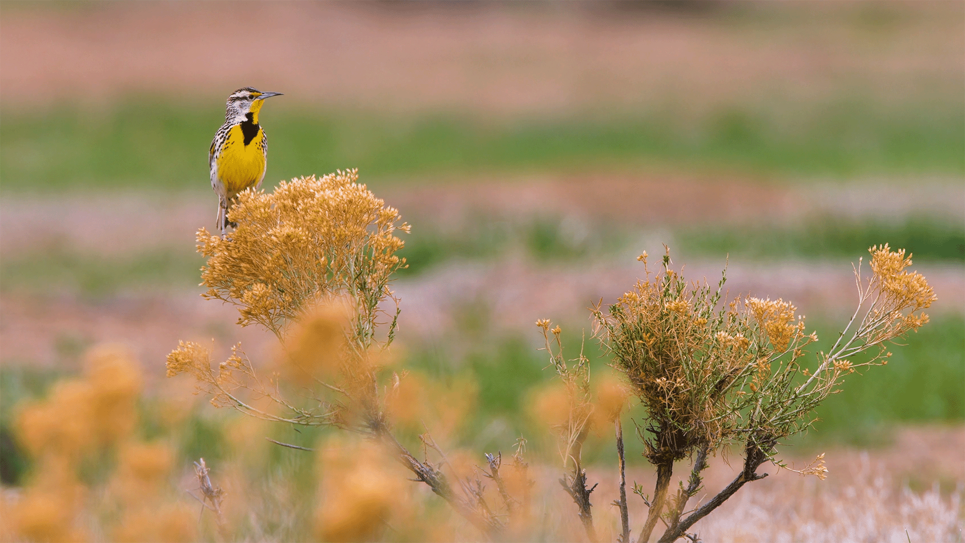 A yellow and black bird perched on a dried yellow bush in a grassy desert landscape.