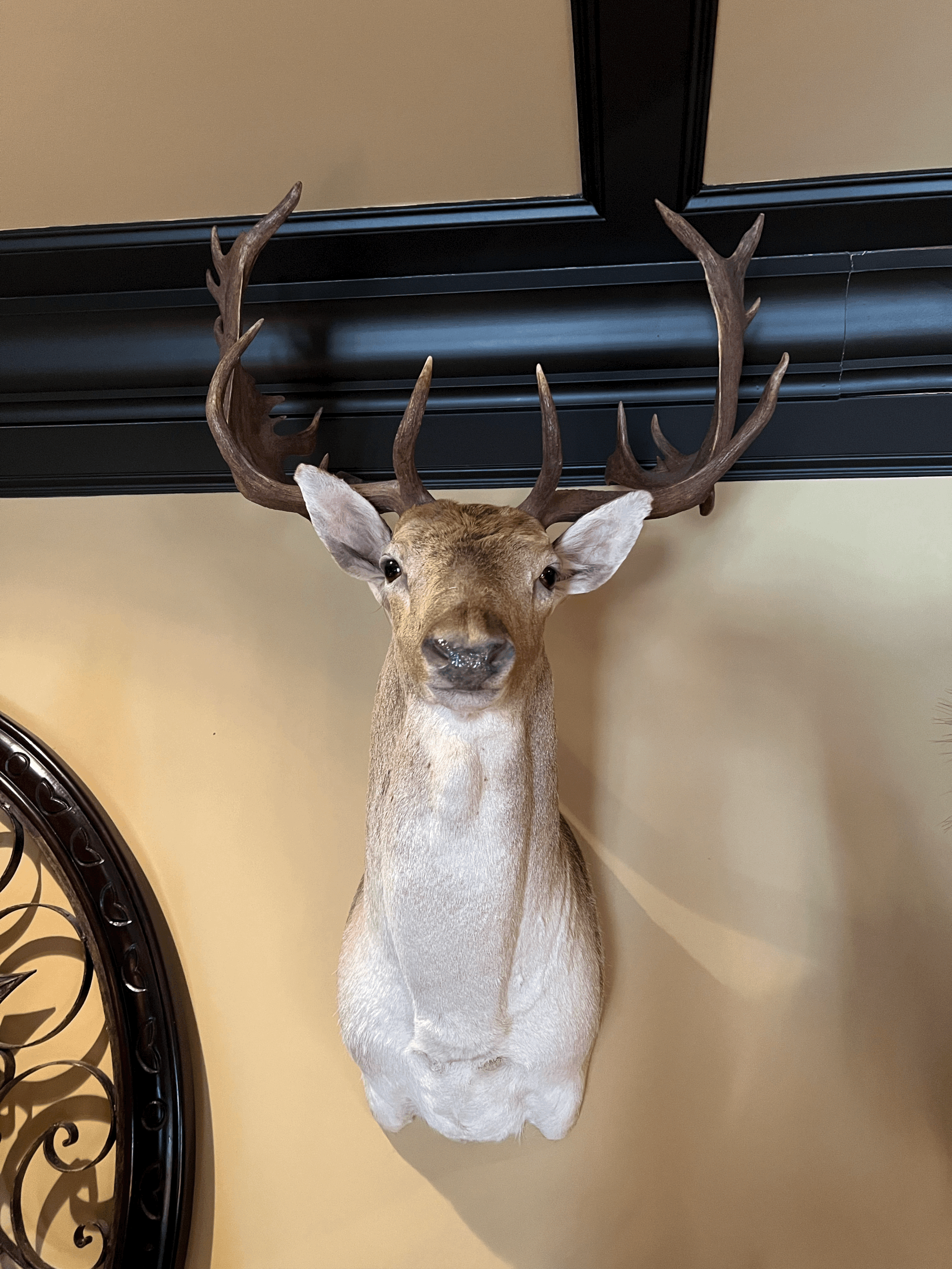 Fallow Deer Mount