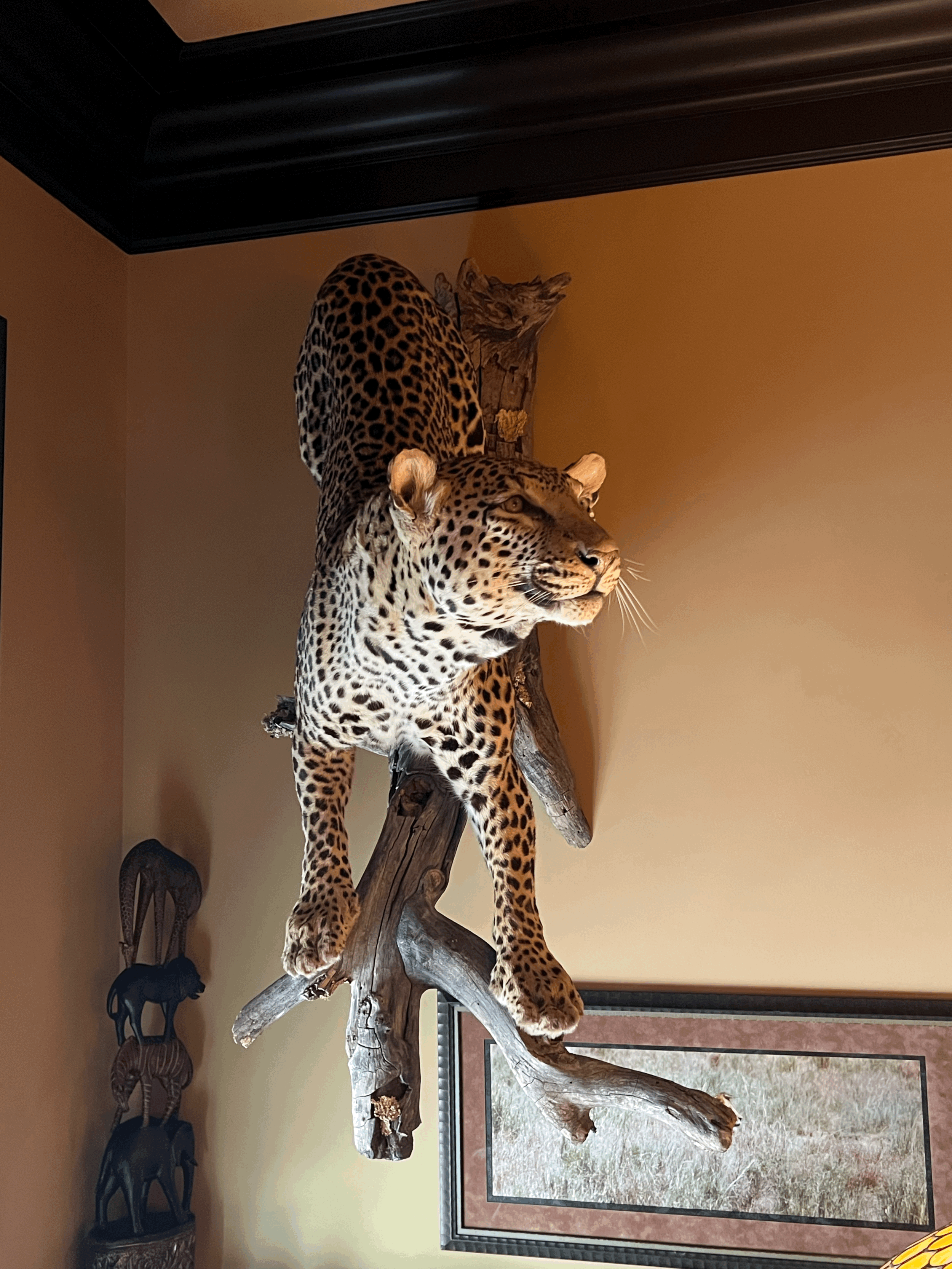 Leopard Full Body Mount
