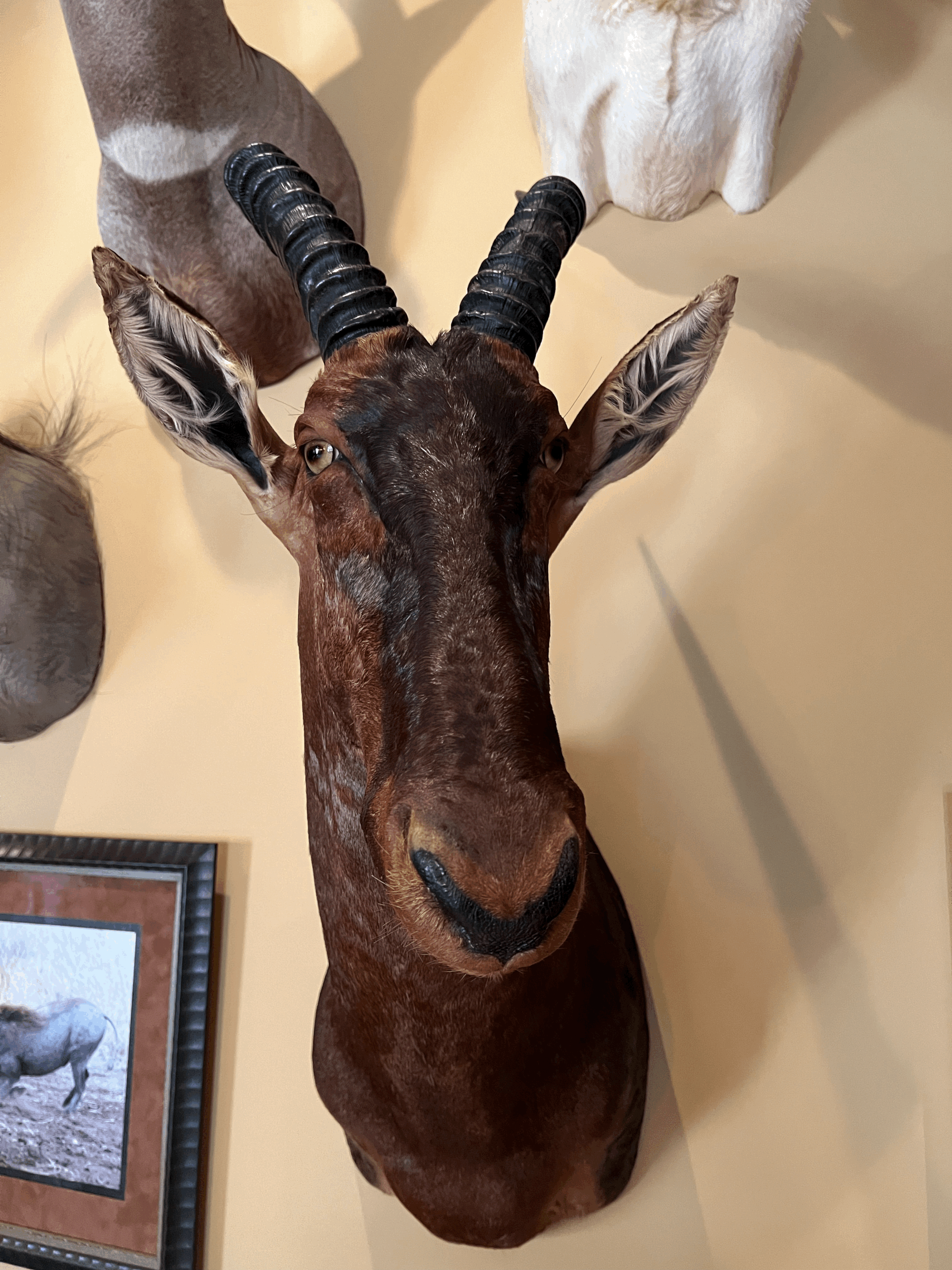 African Antelope (Hartebeest) Mount