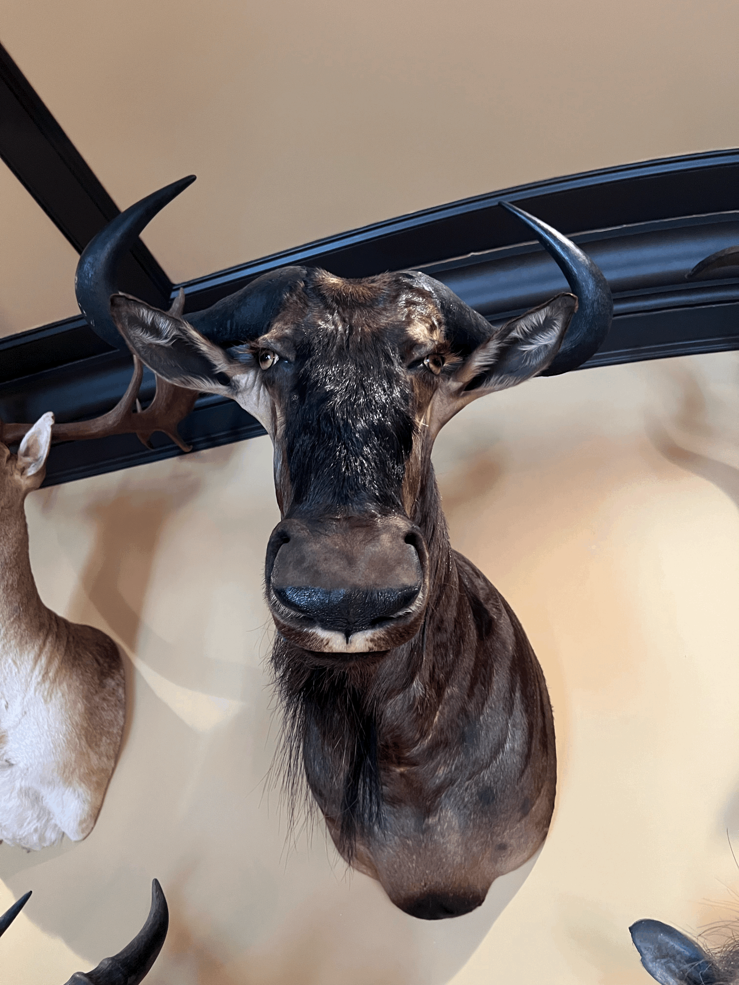 Blue Wildebeest Mount