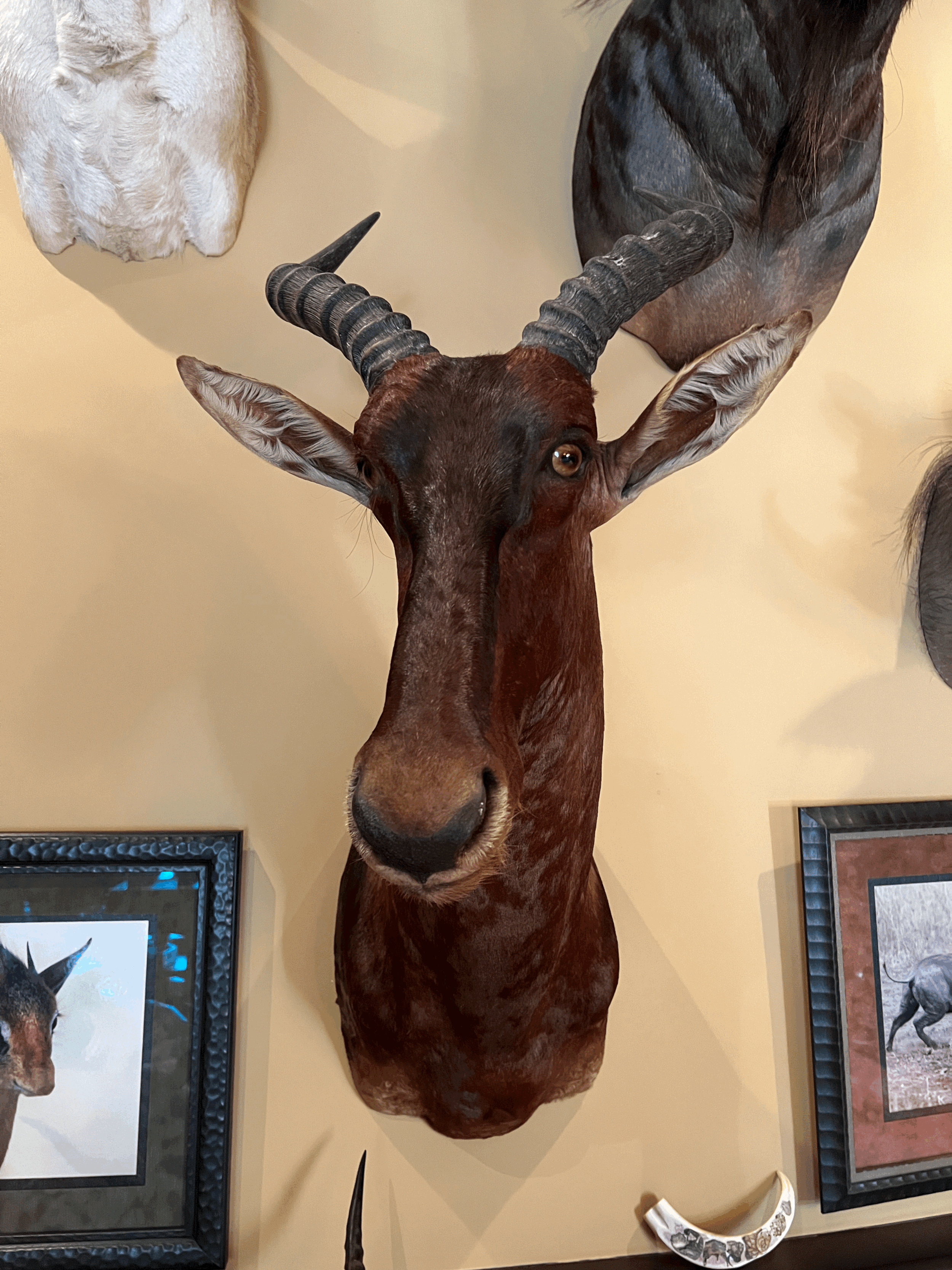 African Antelope (Tsessebe) Mount