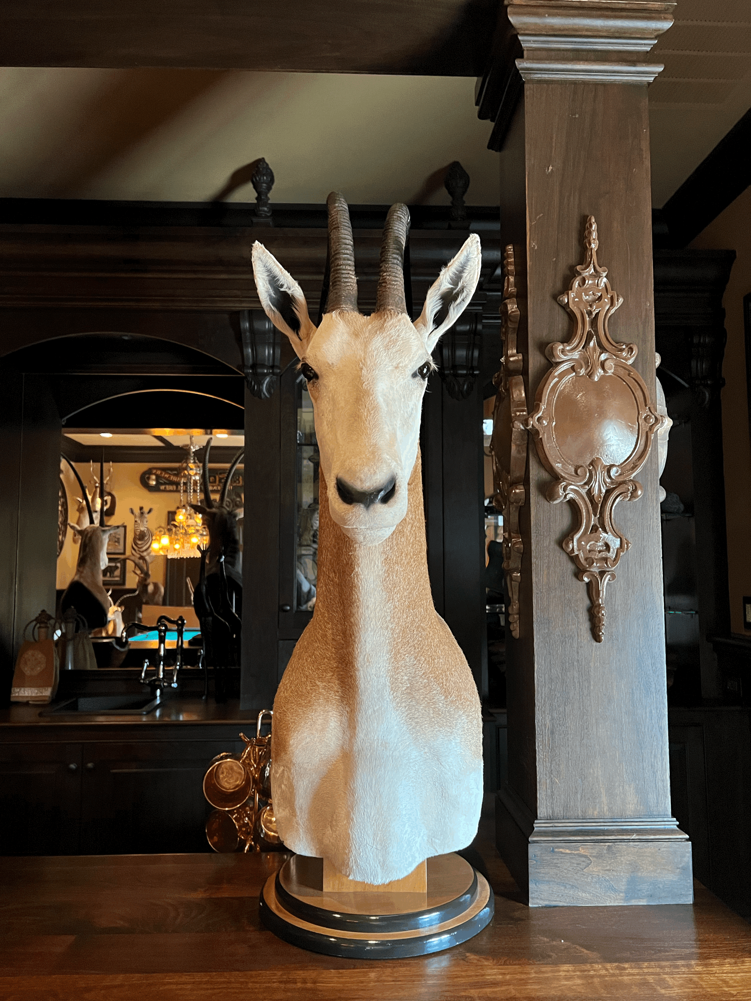 Scimitar Horned Oryx Shoulder Mount