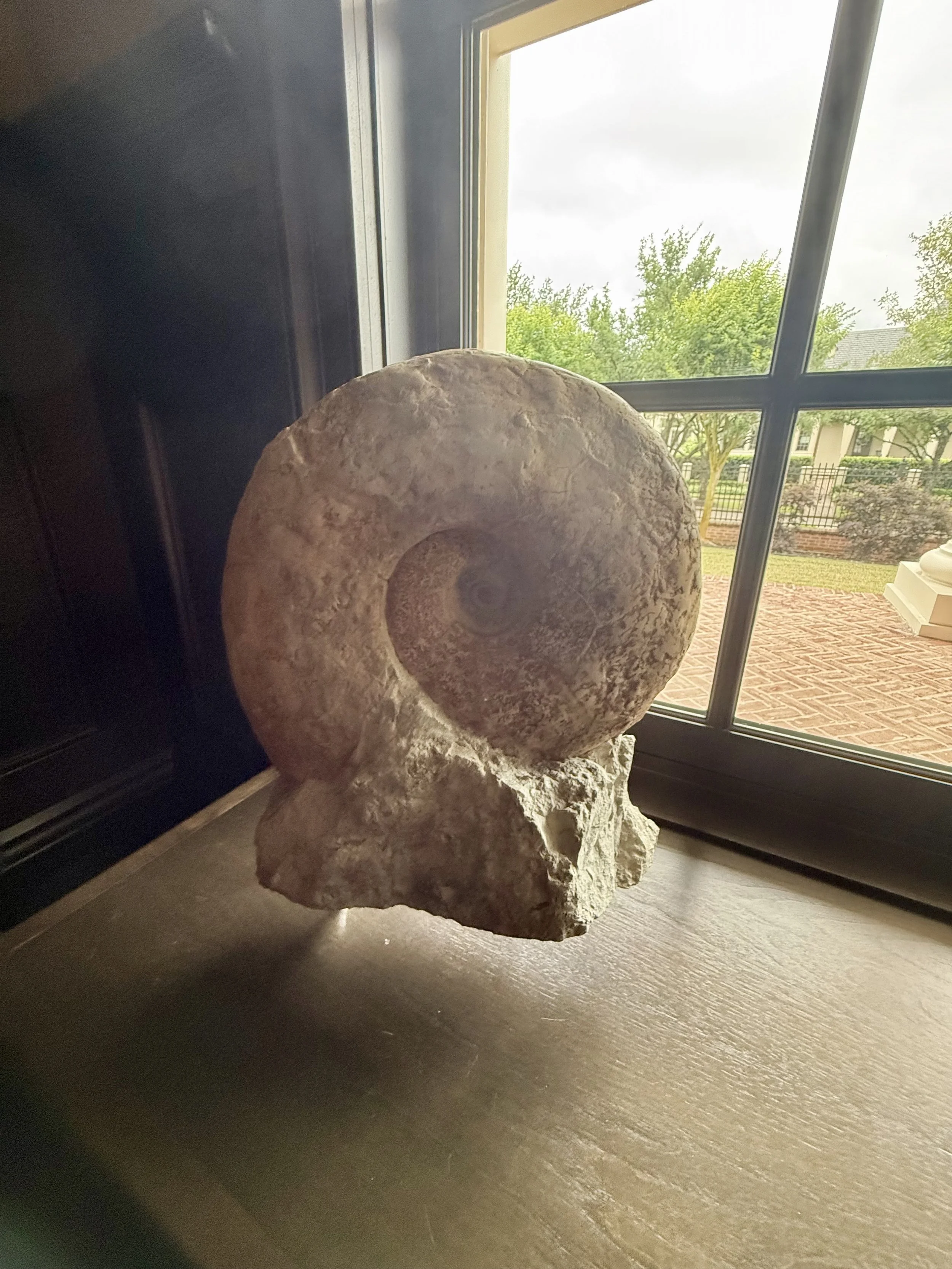 Massive Eopachydiscus Marcianus -Cretaceous Age Fossil, Grayson County, TX