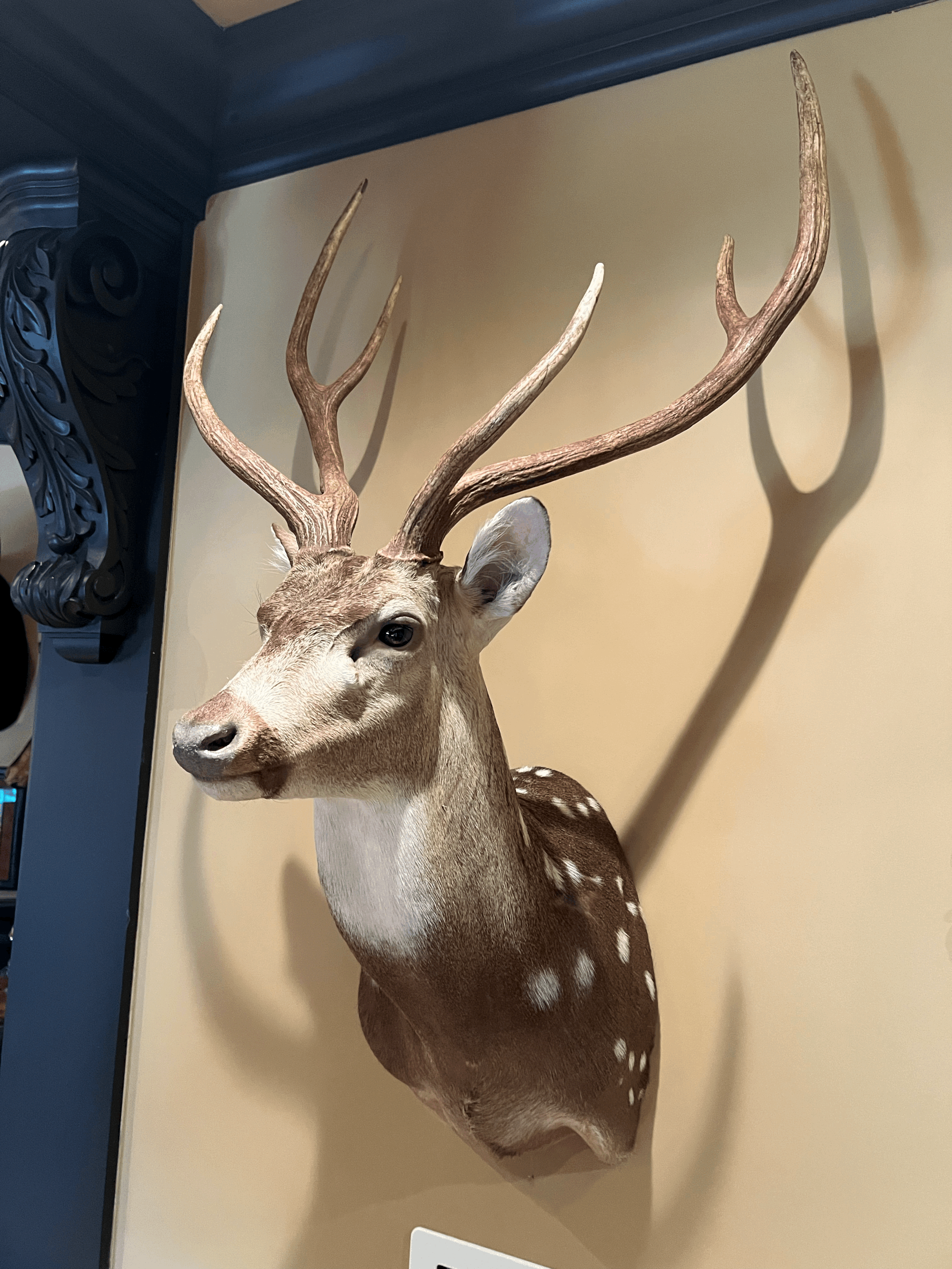 Axis Deer Mount