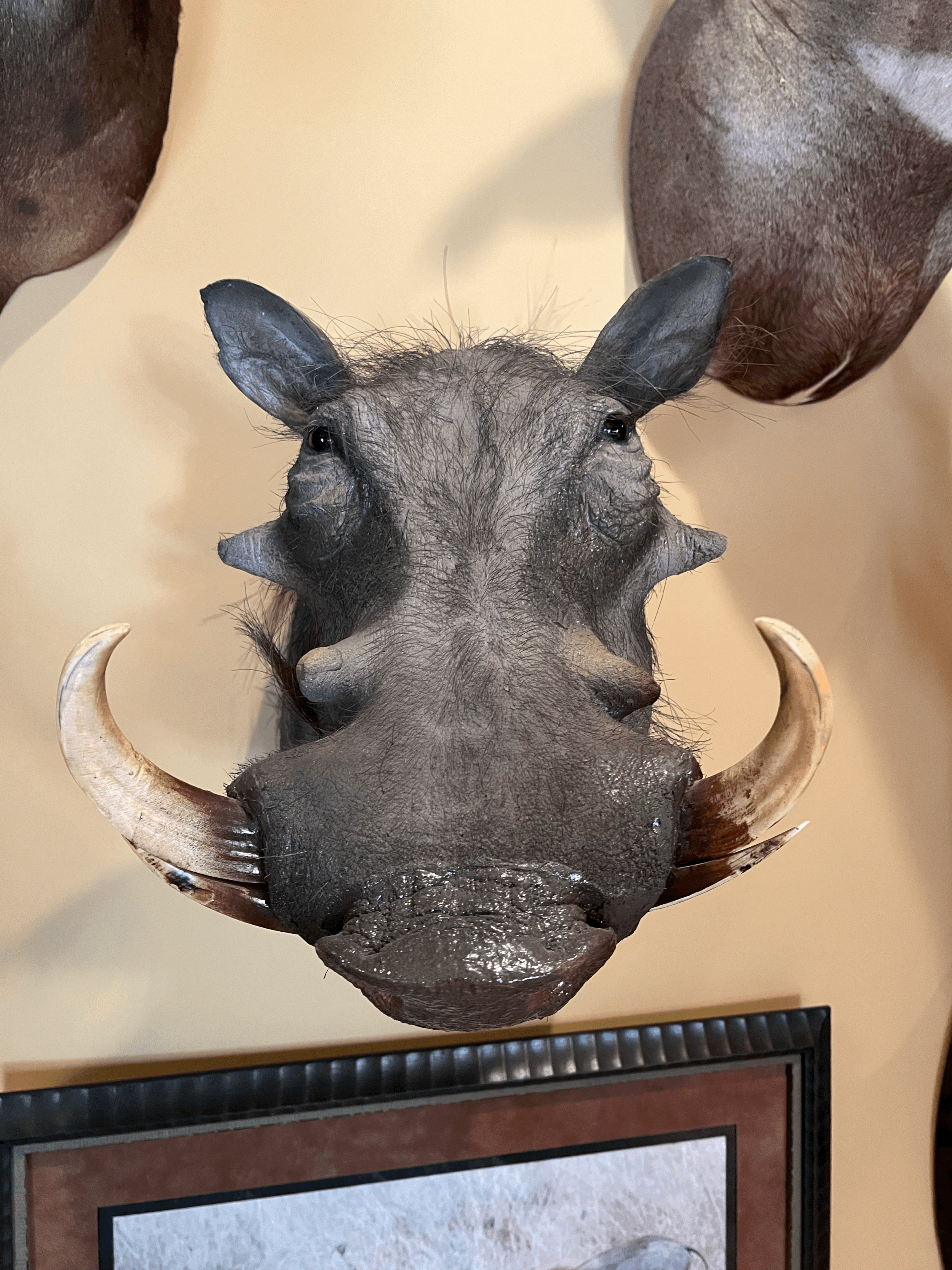 Common Warthog Mount