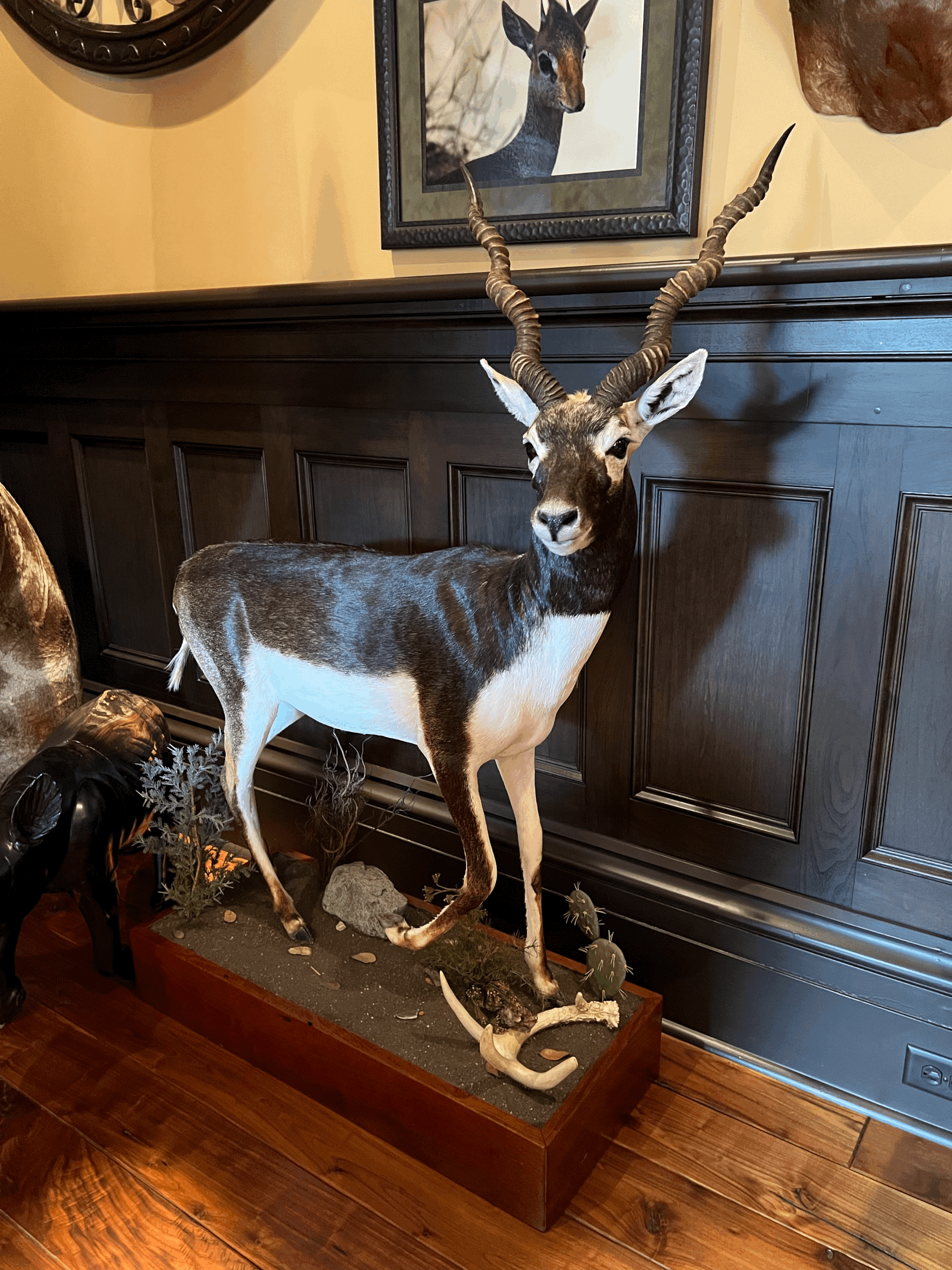 Blackbuck Full Body Mount