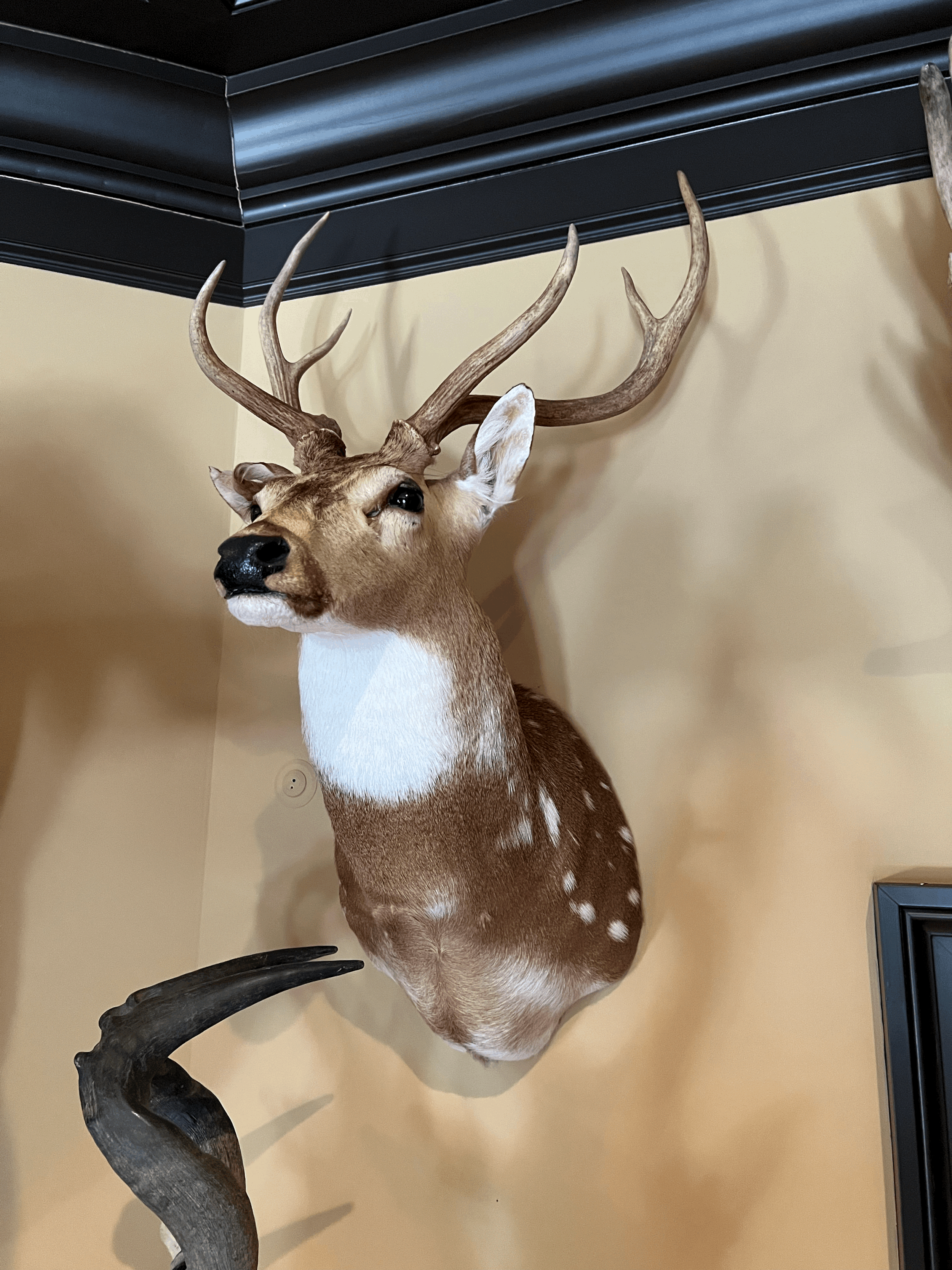 Axis Deer Mount