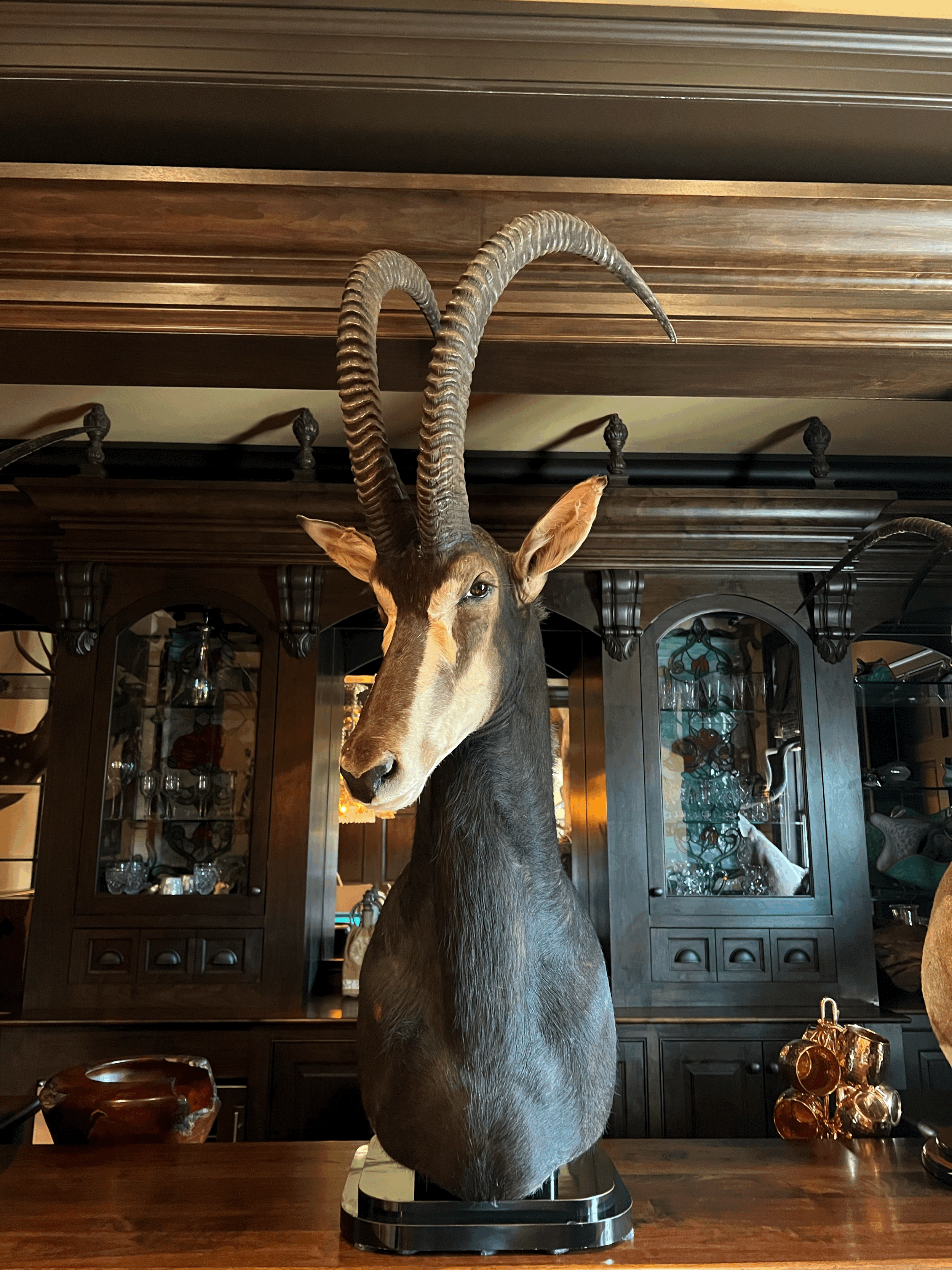 African Sable Antelope Mount