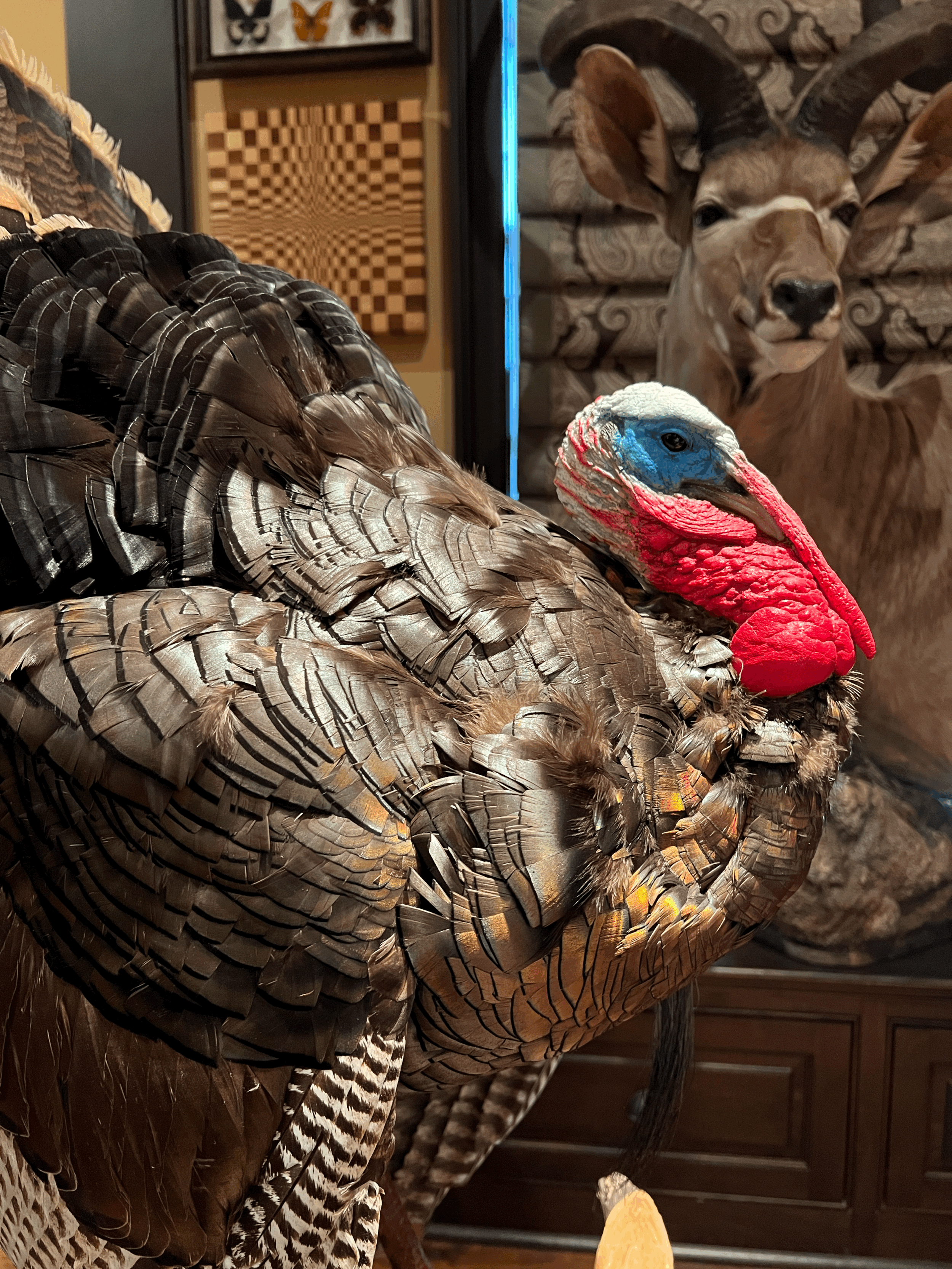 Wild Turkey Mount