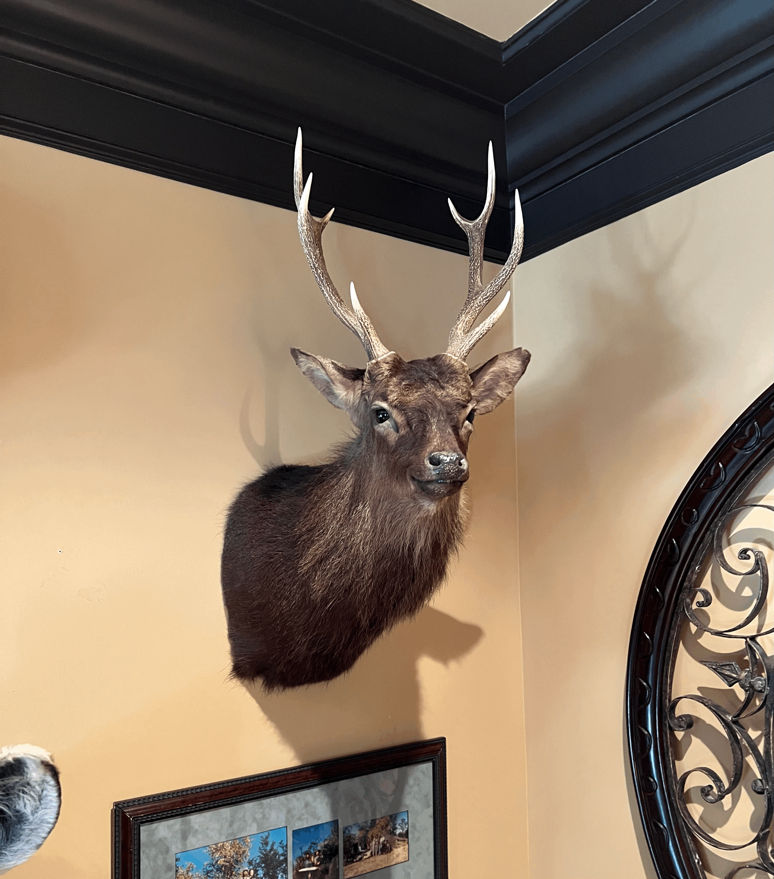 Sika Deer Mount