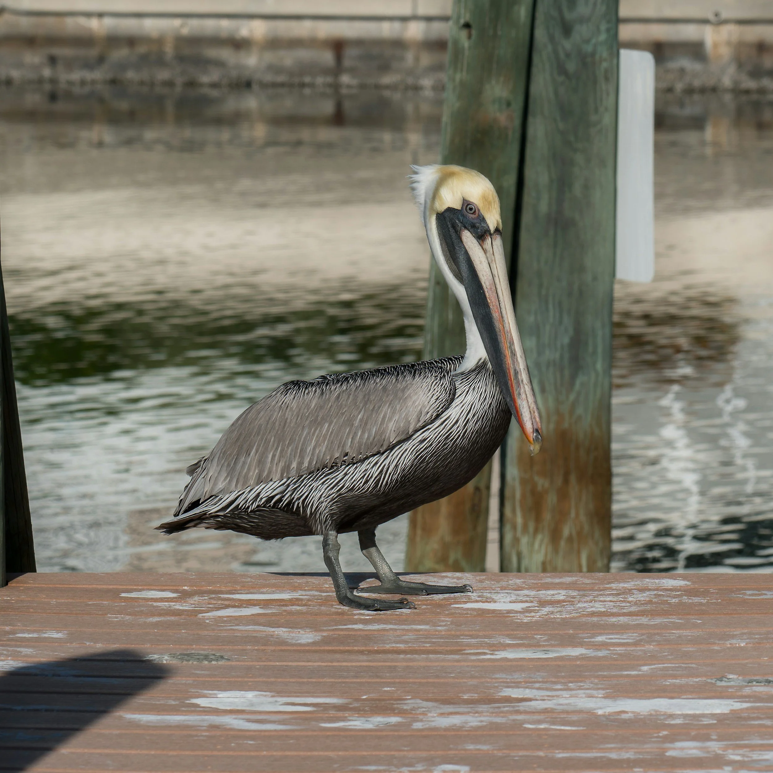 A pelican standing on a wooden dock near water with a weathered wooden post in the background.