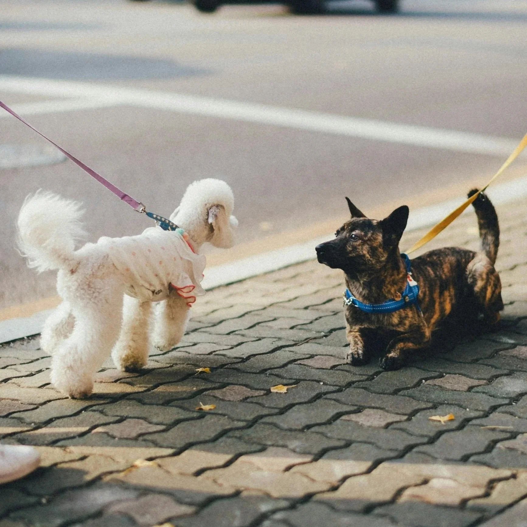 A white poodle and a brindle-coated dog on leashes on a paved sidewalk at dusk, facing each other.
