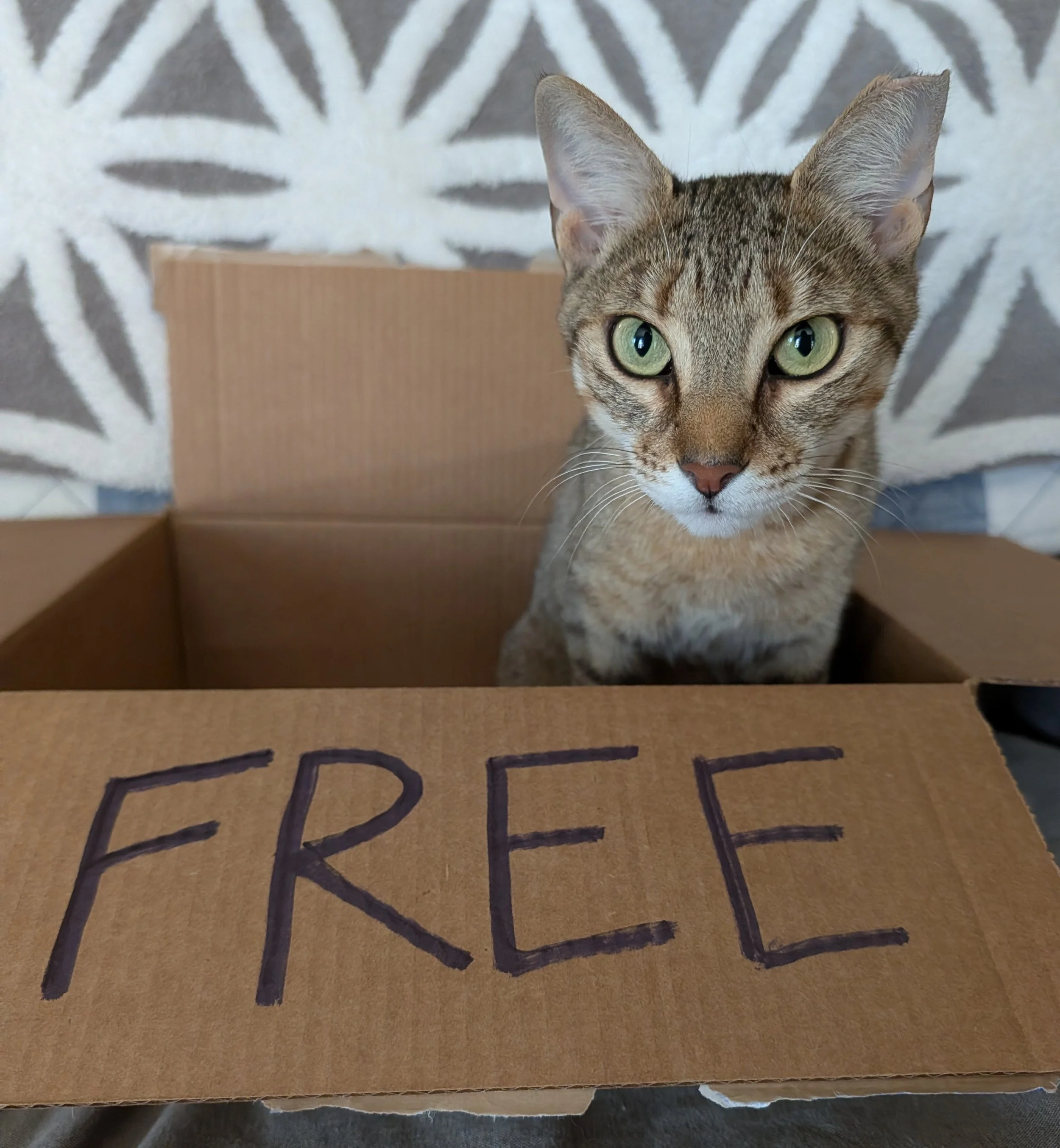 Close-up of a tabby cat with green eyes sitting inside a cardboard box on a carpeted floor. The background features a patterned white and gray rug with a starburst design.