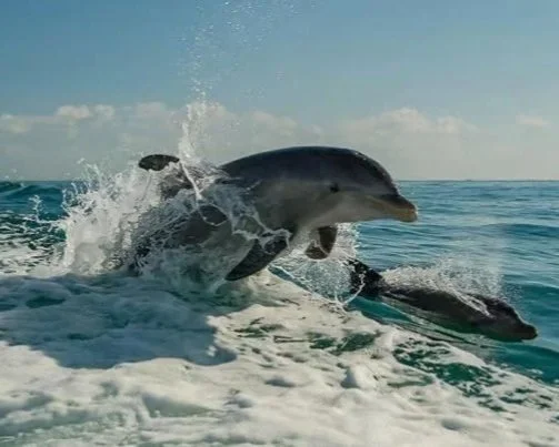 A dolphin jumping out of the water next to a person on a jet ski.