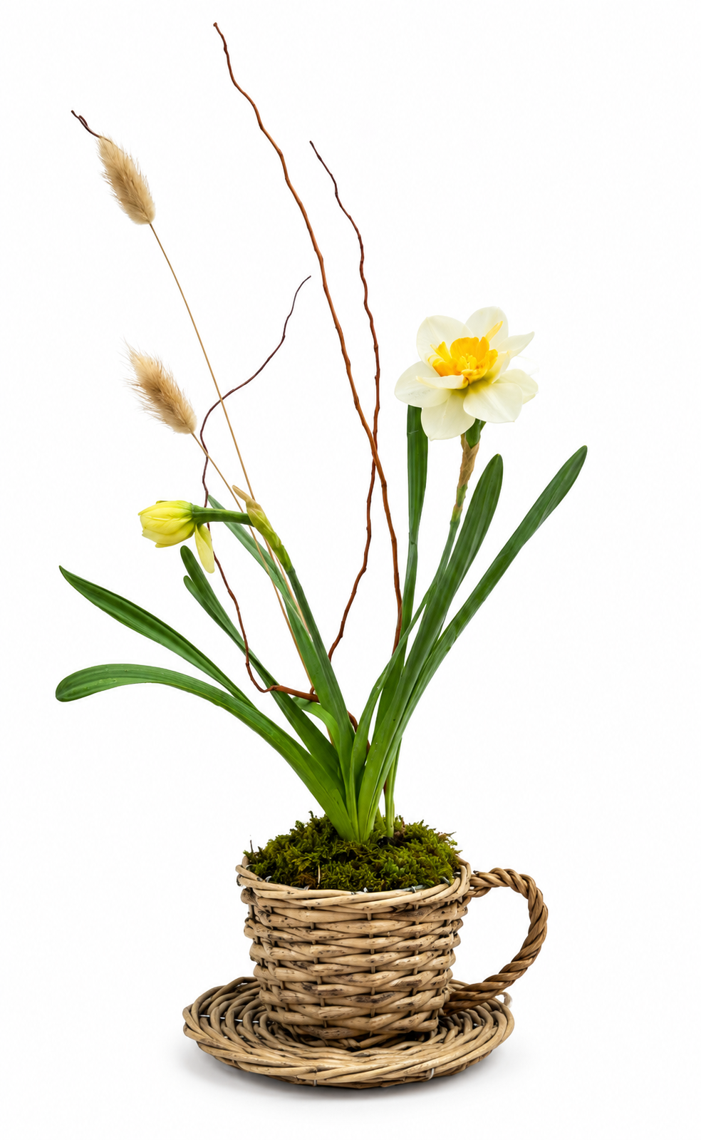 teacup bulb garden