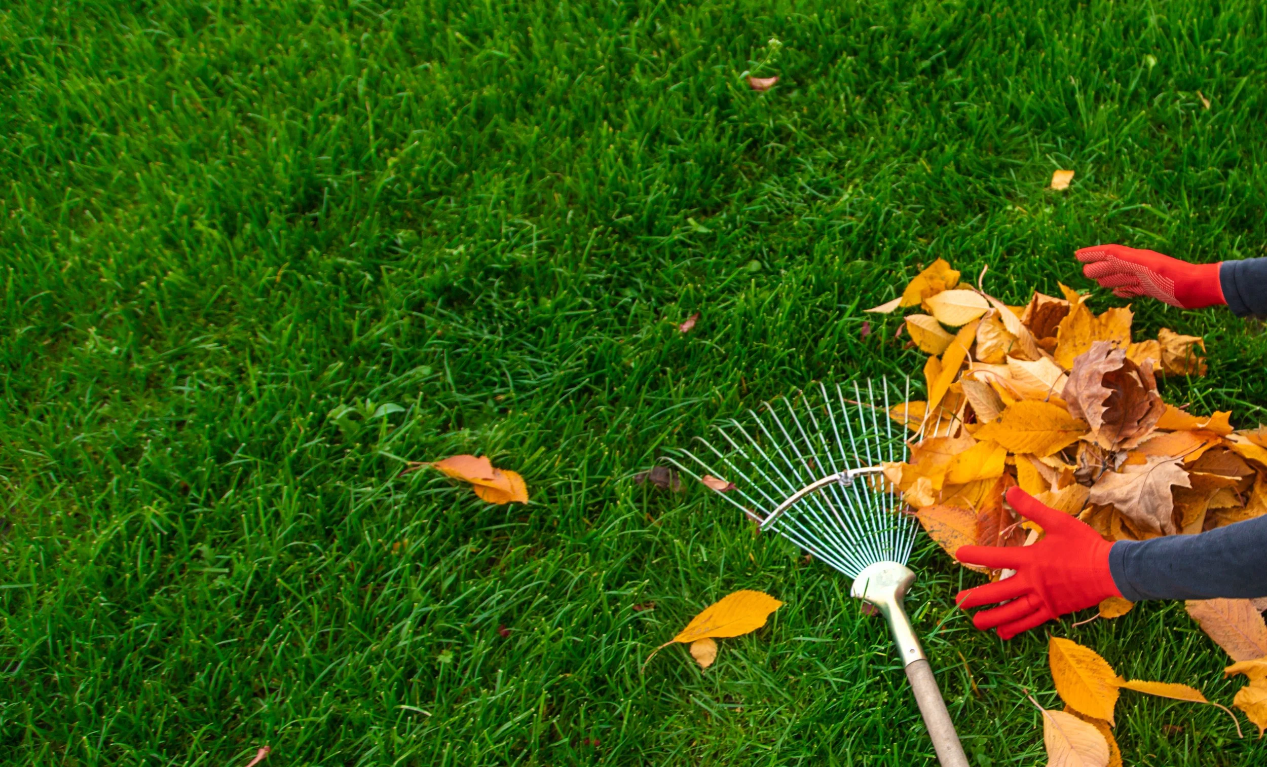 Person raking fallen yellow and brown leaves on a green lawn with a red gardening glove on the right hand.