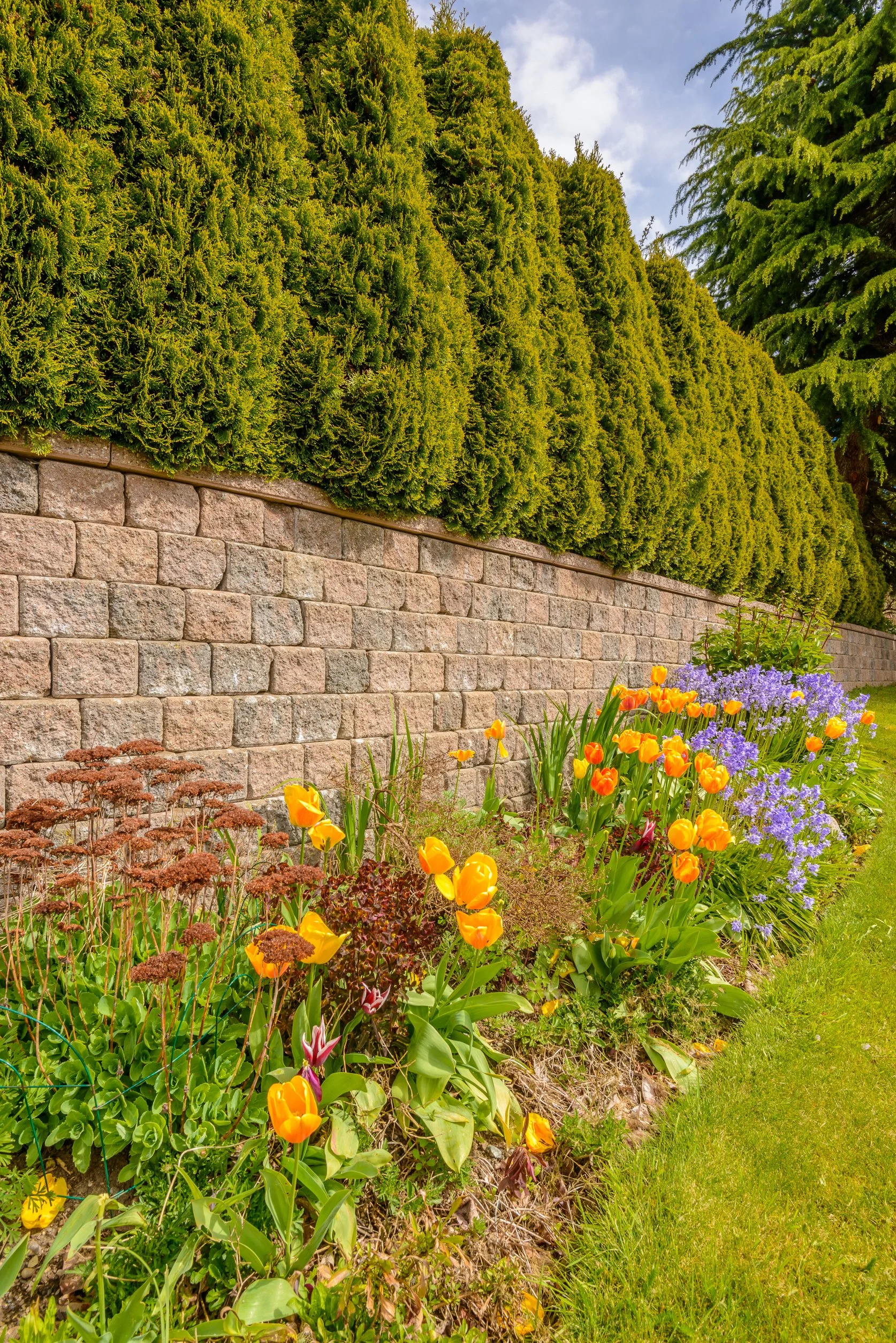A garden border with yellow tulips, purple flowers, and brown flowering plants along a stone wall, with neatly trimmed green hedges behind the wall.