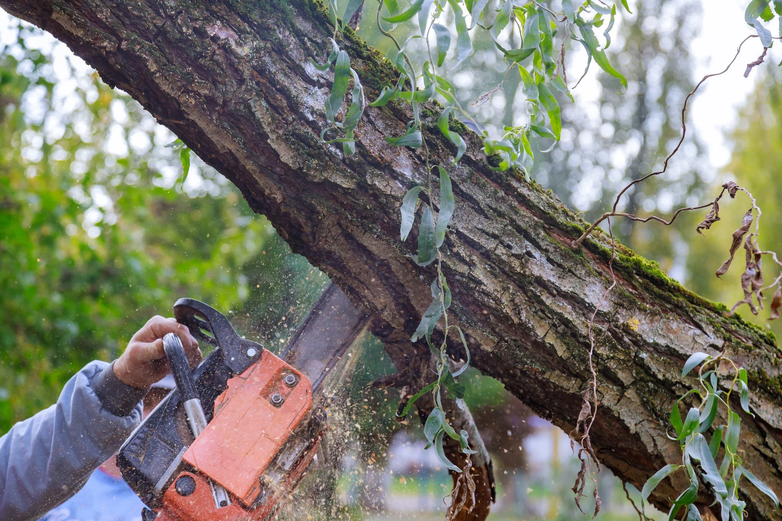 Person cutting down a fallen tree with a chainsaw outdoors.