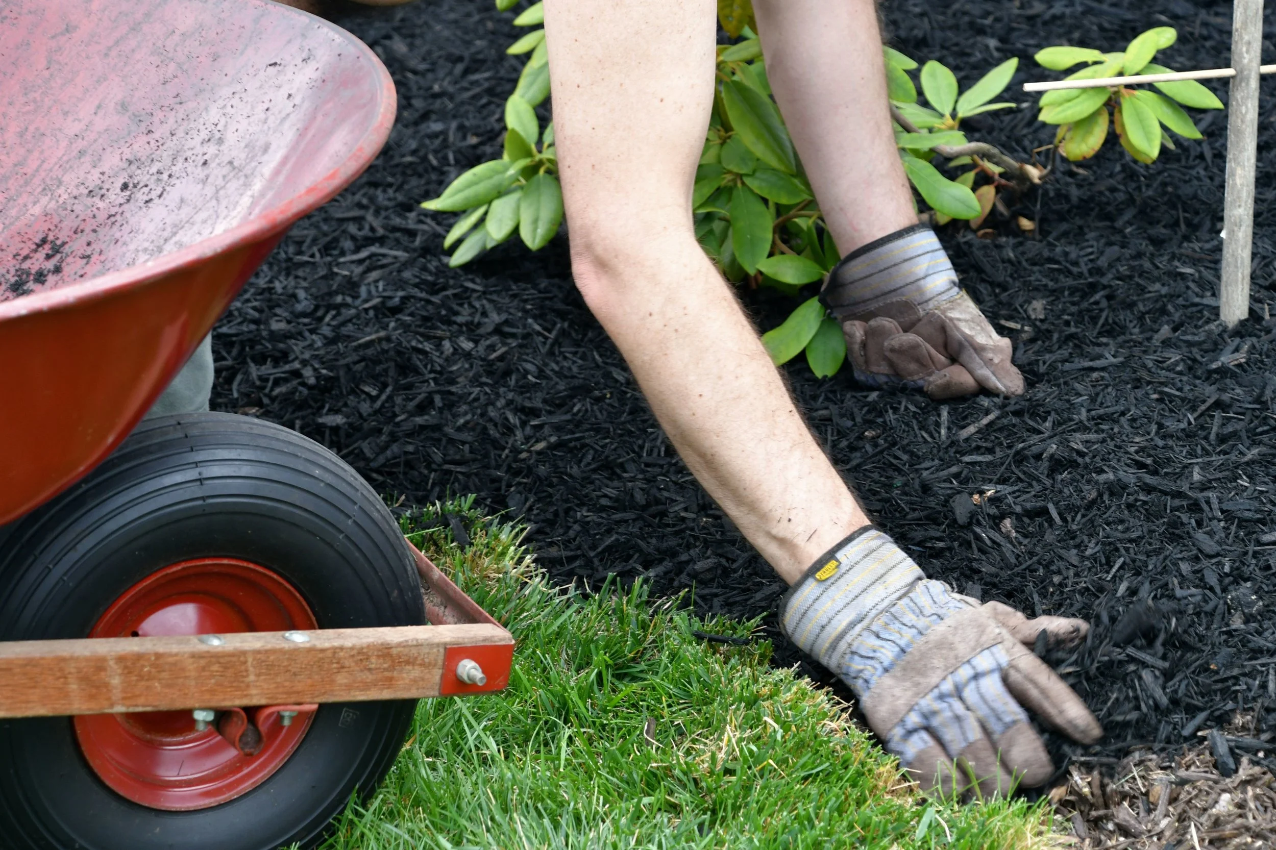 Person wearing gloves working on flower bed with black mulch, using hands to plant or water plants. Wheelbarrow nearby on grass.