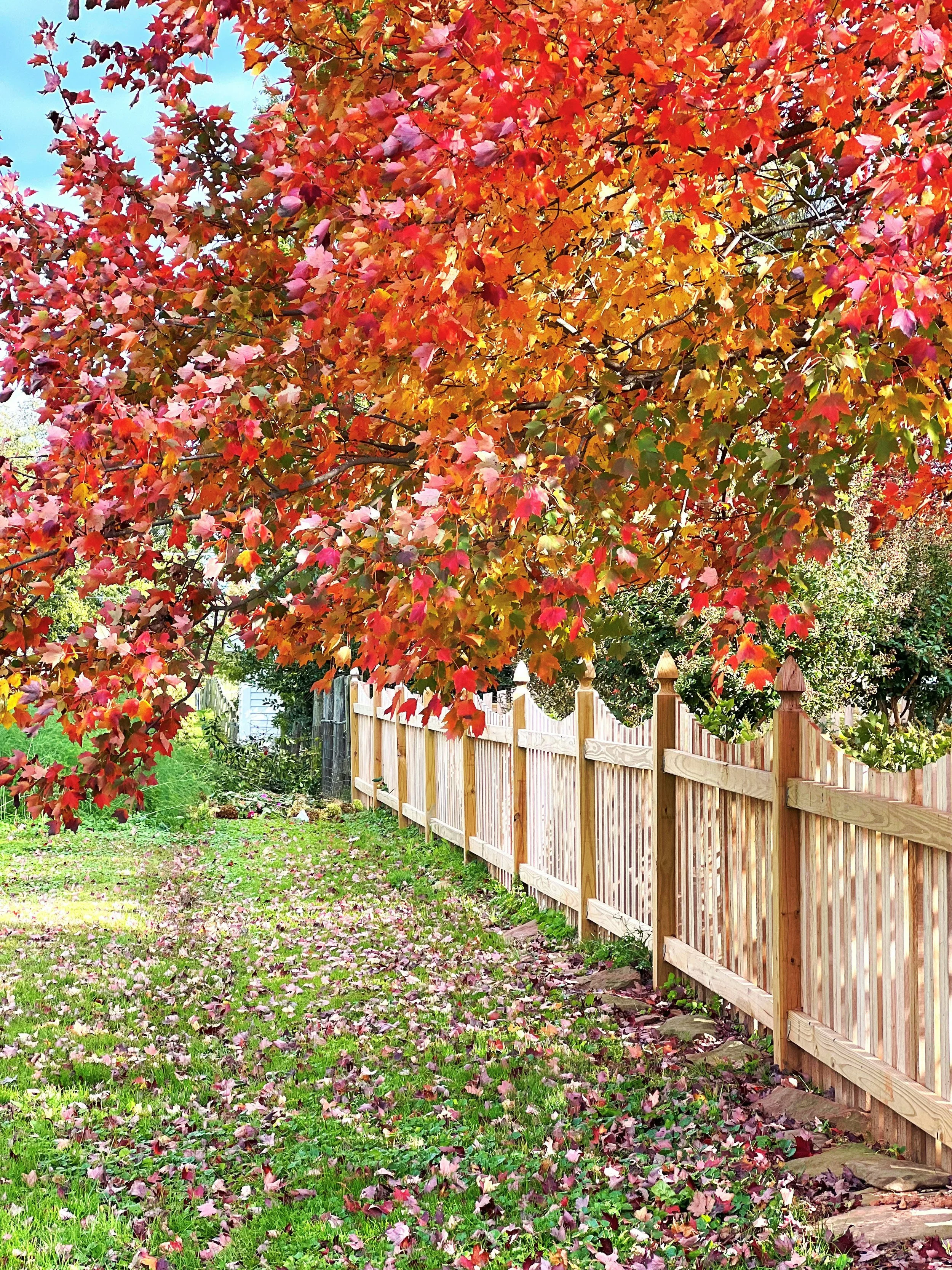 Colorful autumn tree with red and orange leaves over a wooden fence in a garden.