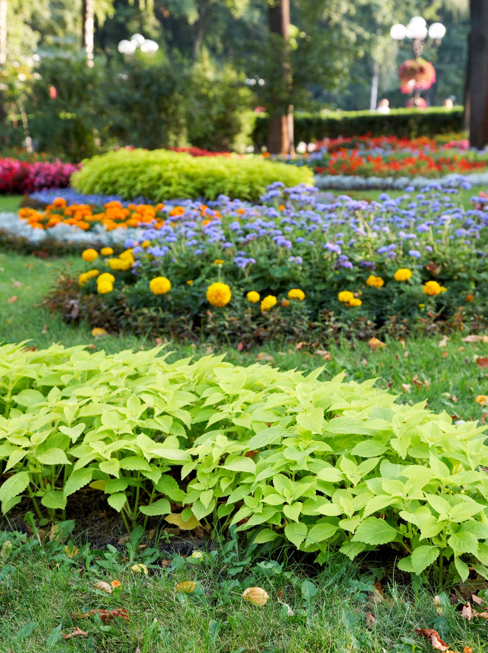 A garden with various colorful flowers including yellow, orange, purple, and pink, surrounded by green foliage and trees in the background.