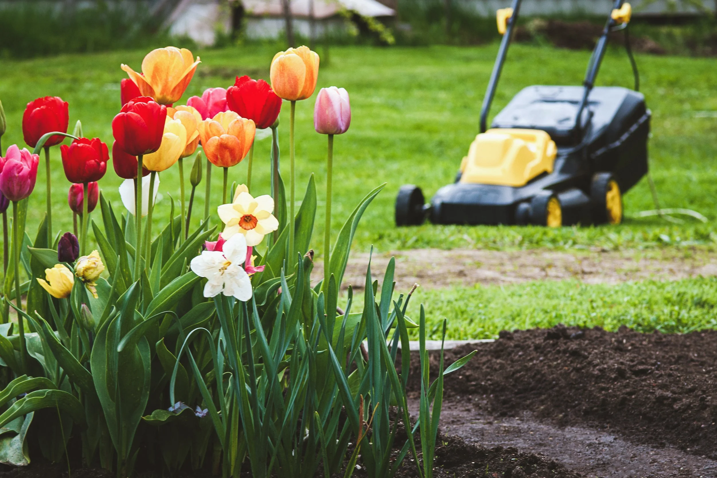 Colorful tulips and daffodils blooming in a garden with a yellow and black lawn mower in the background.