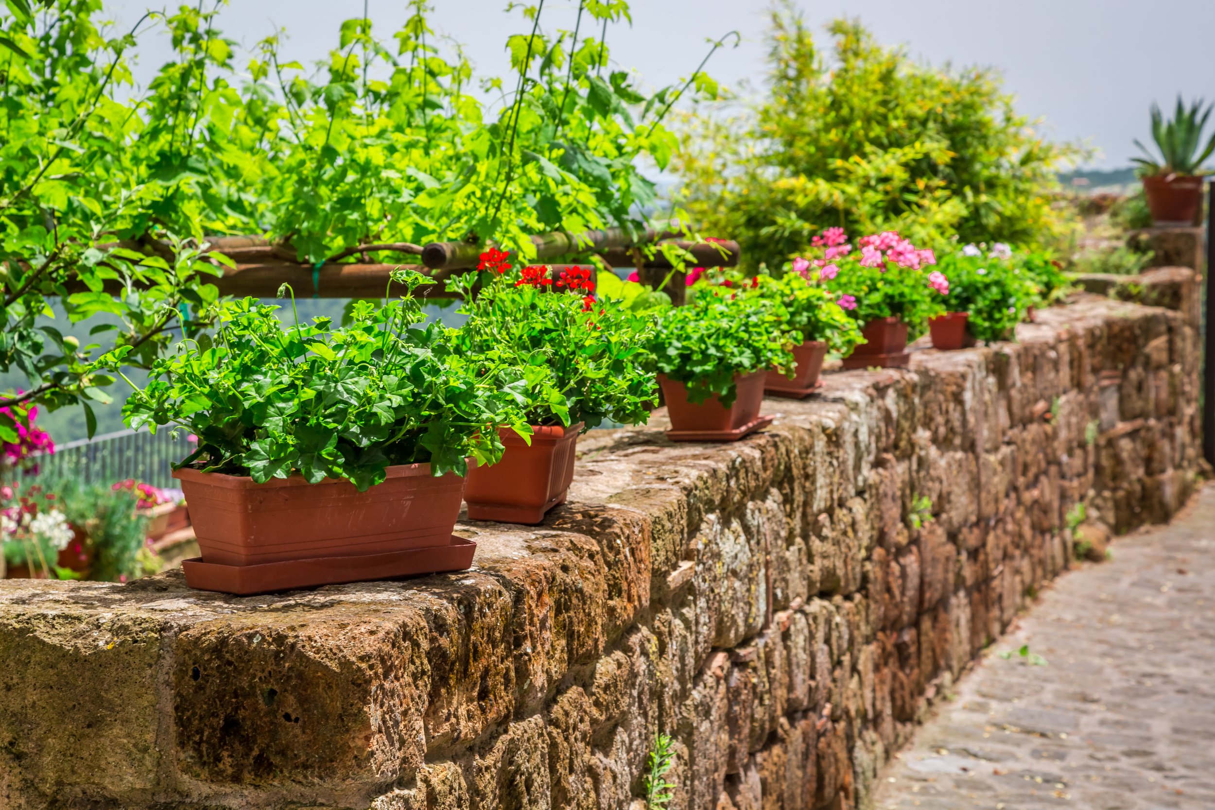Potted flowering plants placed on a stone wall in a garden.