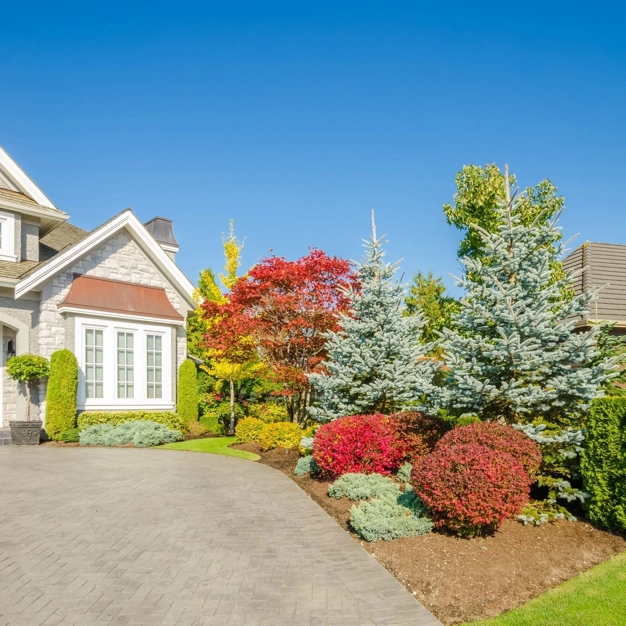 Beautiful landscaped front yard of a house with colorful trees, shrubs, and a paved driveway under a clear blue sky.