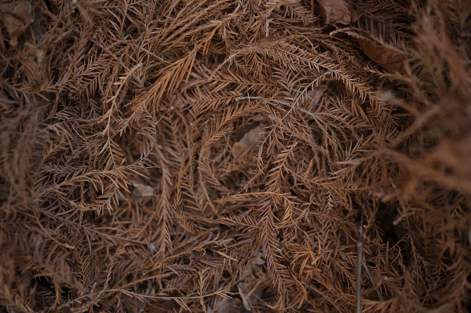 Close-up of brown, dried pine needles and leaves on the ground.
