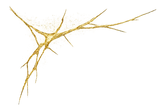 A close-up of a dried, broken wheat stalk with grain remnants, isolated against a black background.
