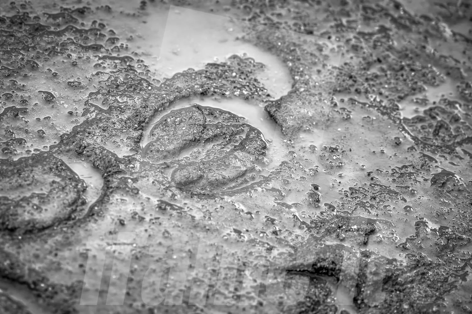 Naheaufnahme eines nassen Boden mit Hufabdruck.