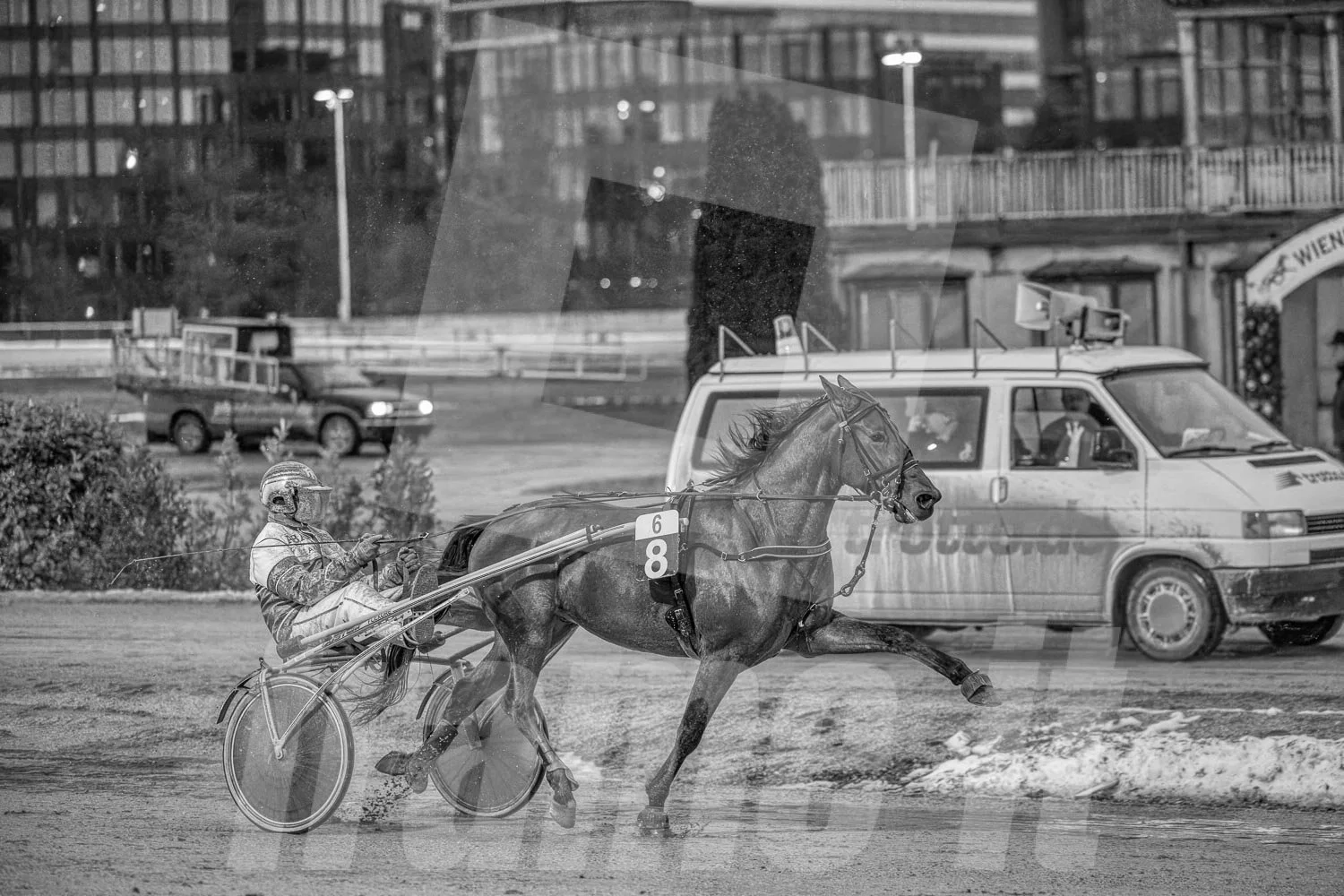 Ein Trabrennfahrer und ein Trabrennpferd auf der Trabrennbahn in Wien Krieau. Die Szene ist schwarz-weiß.