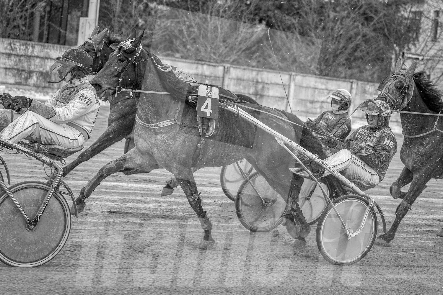 Trabrennpferde mit Trabrennfahrern im Geschwindigkeitswettkampf auf der Rennbahn, schwarze - weiße Aufnahme.