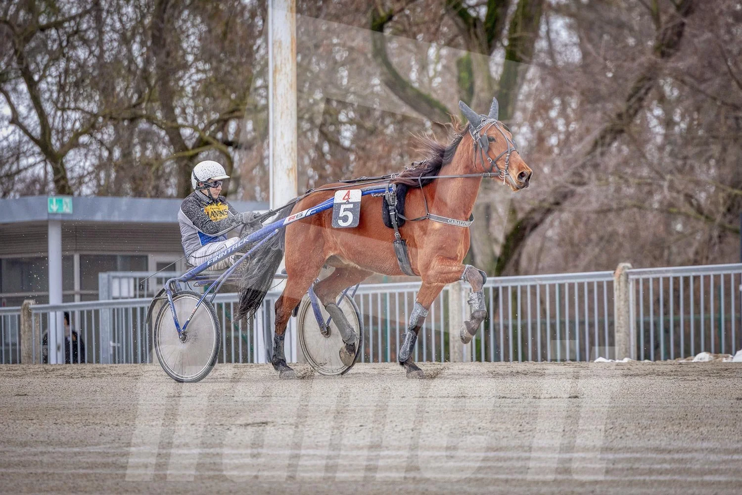 Trabrennbahn Wien Krieau, Trabrennpferd und Trabrennfahrer, im Hintergrund Bäume und Zuschauer.