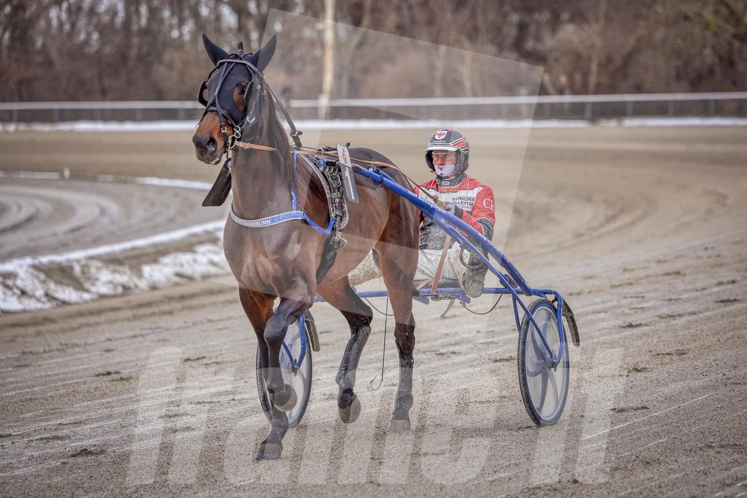 Trabrennpferd mit Trabrennfahrer auf der Pferderennbahn bei winterlichen Bedingungen.