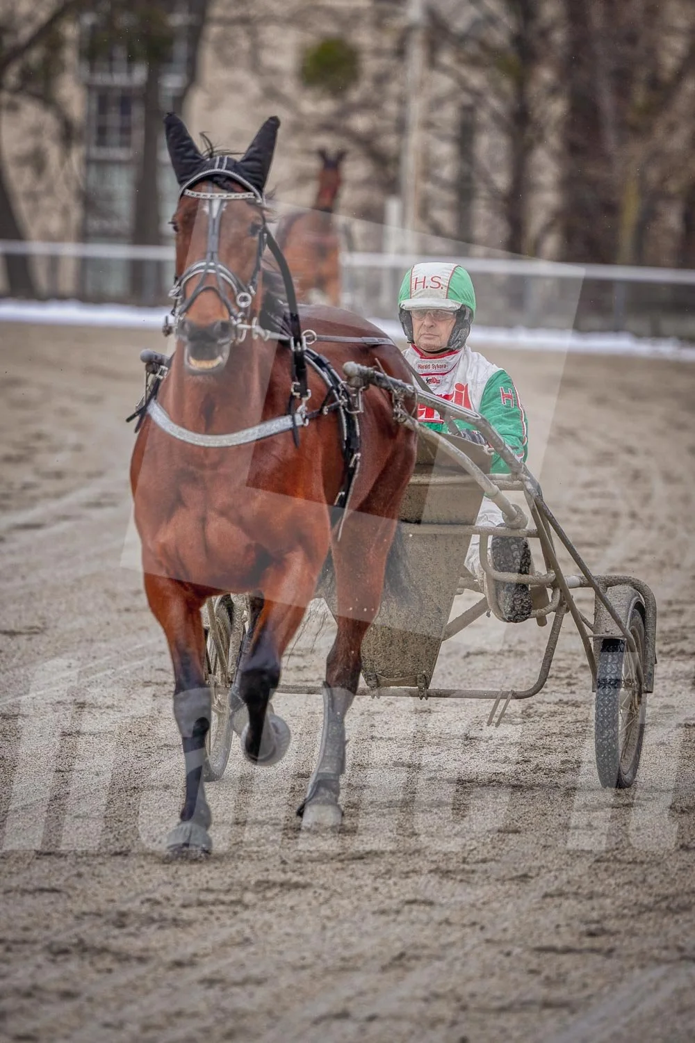 Trabrennpferd mit Trabrennfahrer auf der Pferderennbahn bei winterlichen Bedingungen.