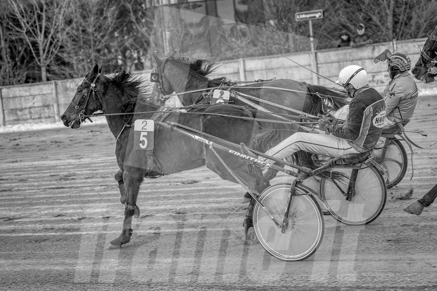 Zwei Trabrennpferde mit Trabrennfahrern im Geschwindigkeitswettkampf auf der Rennbahn, schwarze - weiße Aufnahme.