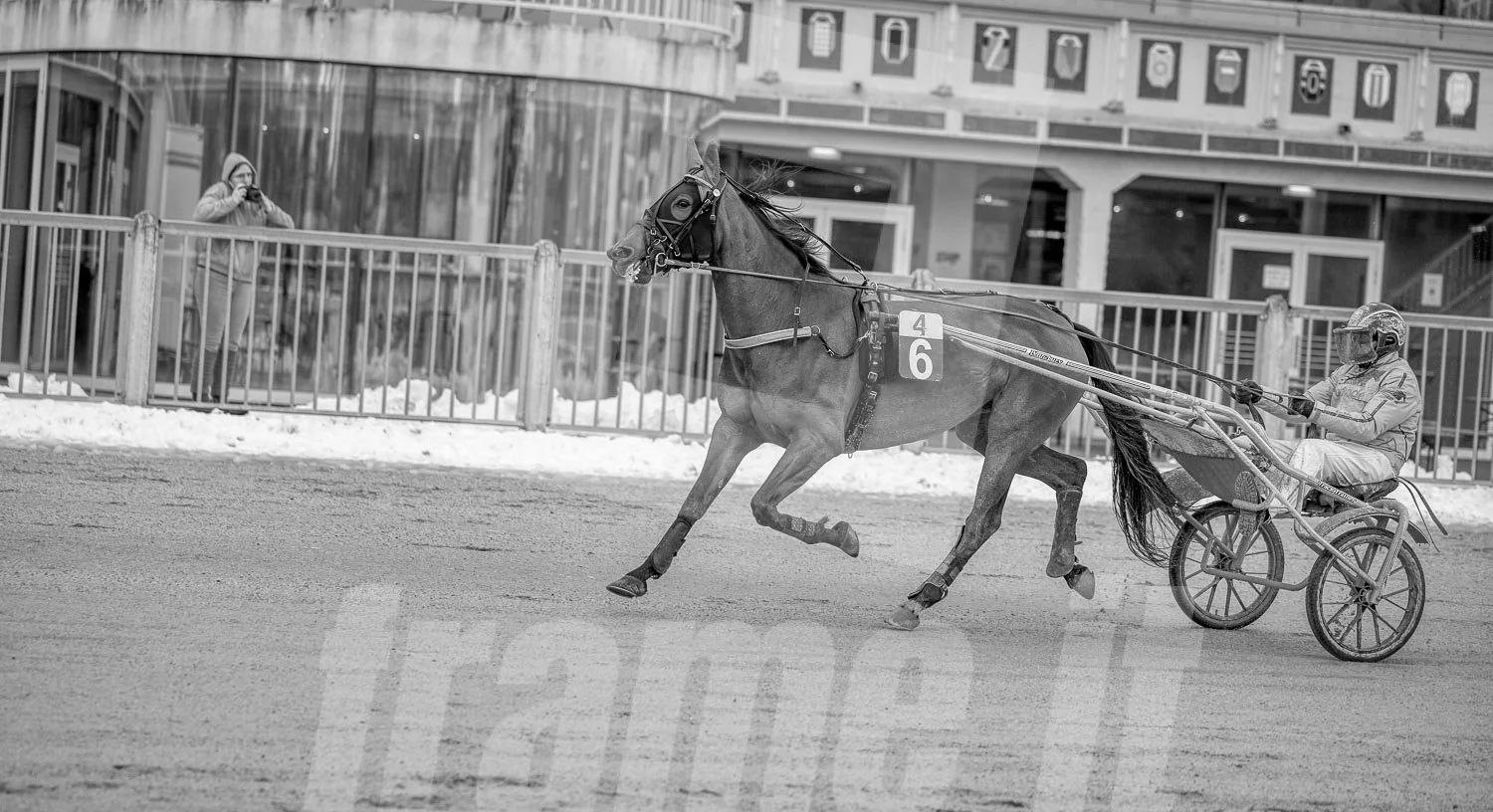 Trabrennpferd mit Trabrennfahrer auf der Trabrennbahn der Wiener Krieau.