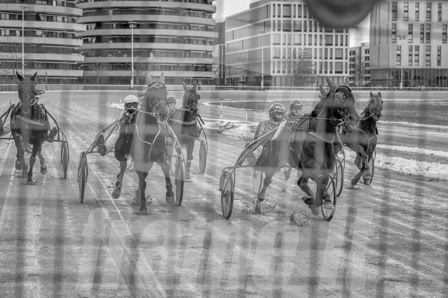 Ein Trabrennpferd mit einem Trabrennfahrer auf der Rennbahn vom Trabrennpark Krieau, schwarz-weiß Fotografie vom Startwagen.