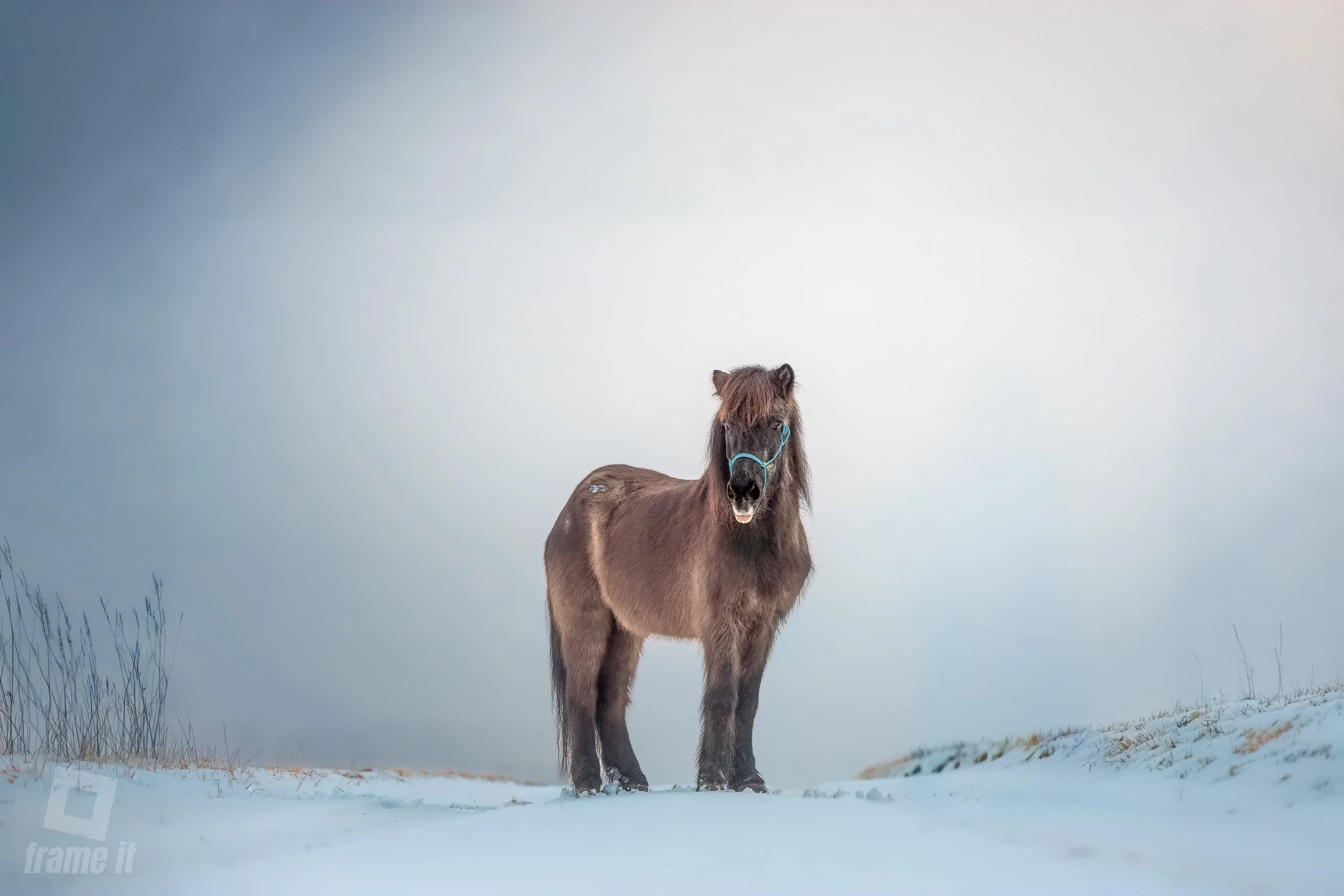 Pferd im Schnee, im Hintergrund nebelige Stimmung mit Wintersonne