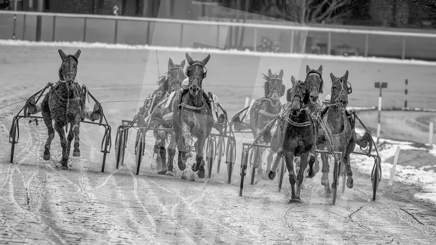 Schwarz-weiss Foto eines Trabrennpferdes, mit einem Trabrennfahrer auf der Trabrennbahn in der Wiener Krieau bei einem Trabrennen.