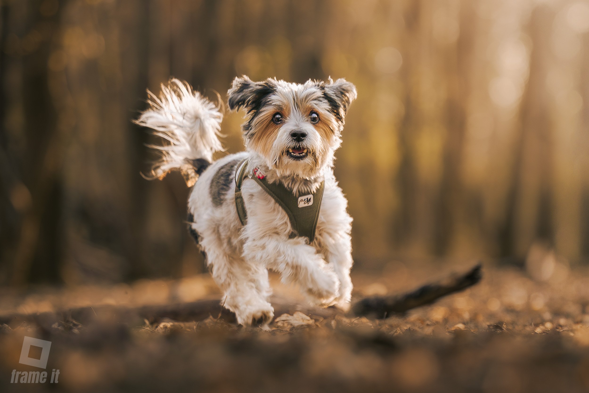 Hundeshooting mit Leo