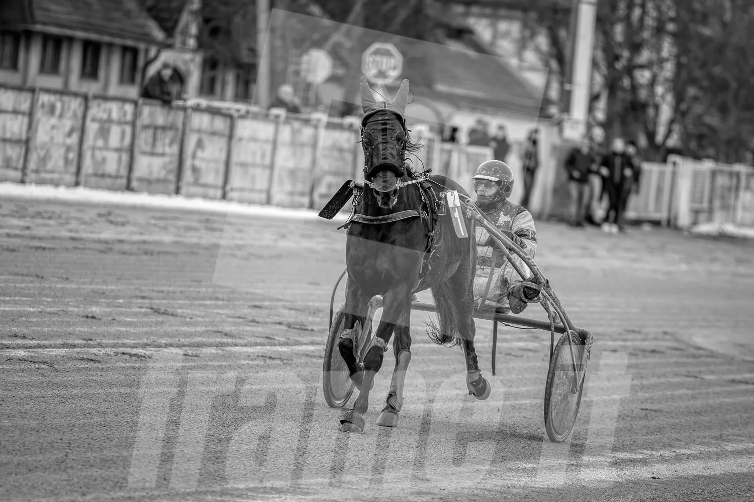 Pferderennen mit einem Pferd und einem Trabrennfahrer auf der Rennstrecke.
