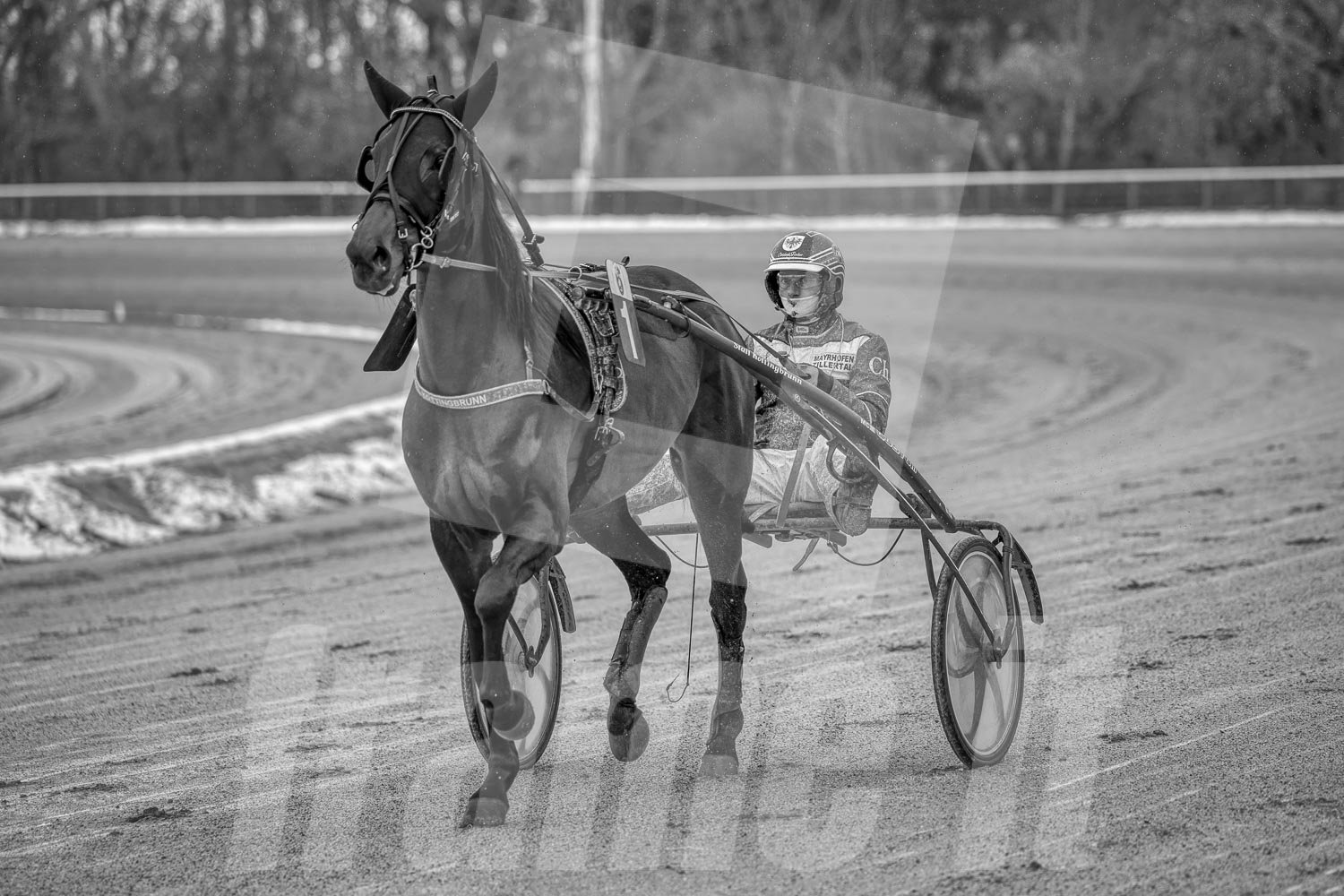 Schwarz-Weiß-Foto eines Trabrennpferdes mit einem Trabrennfahrer auf der Rennbahn vom Trabrennpark Krieau in Wien.