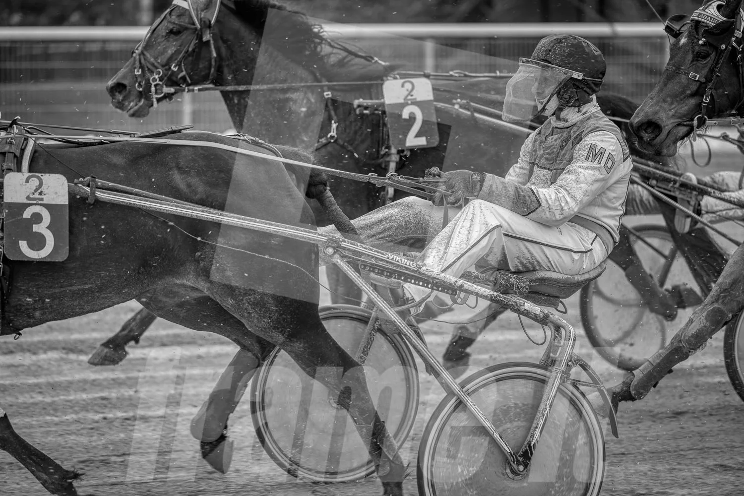 Trabrennpferde mit Trabrennfahrer im Trabrennpark Wien Krieau.
