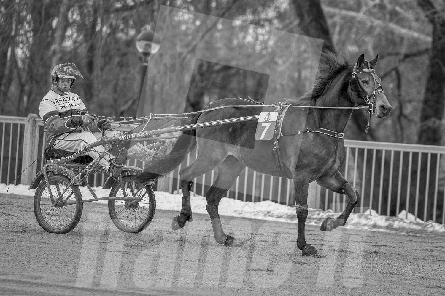 Ein Trabrennpferd mit einem Trabrennfahrer auf der Rennbahn vom Trabrennpark Krieau, schwarz-weiß Fotografie.