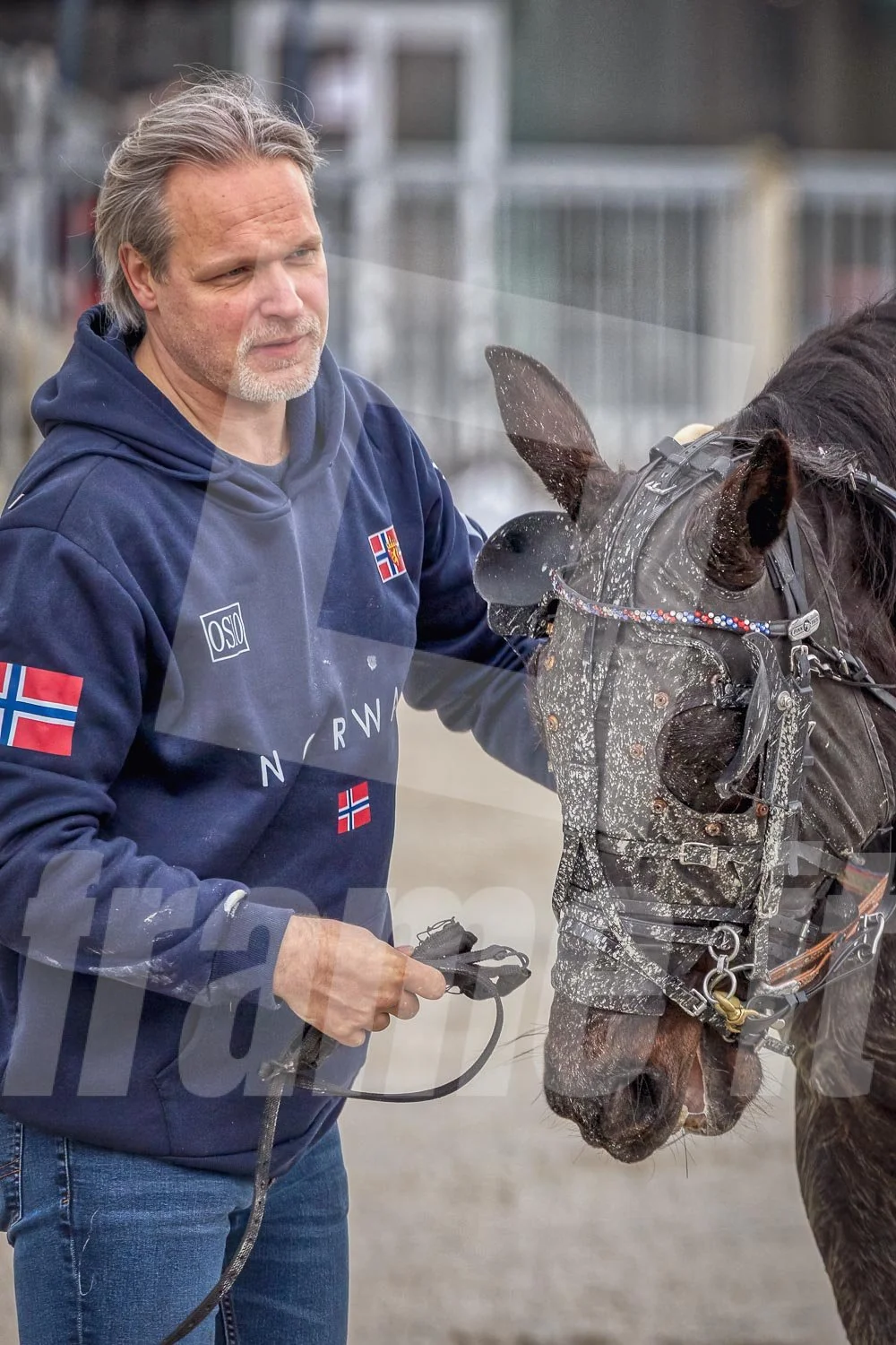 Trabrennpferd in der Wiener Krieau.