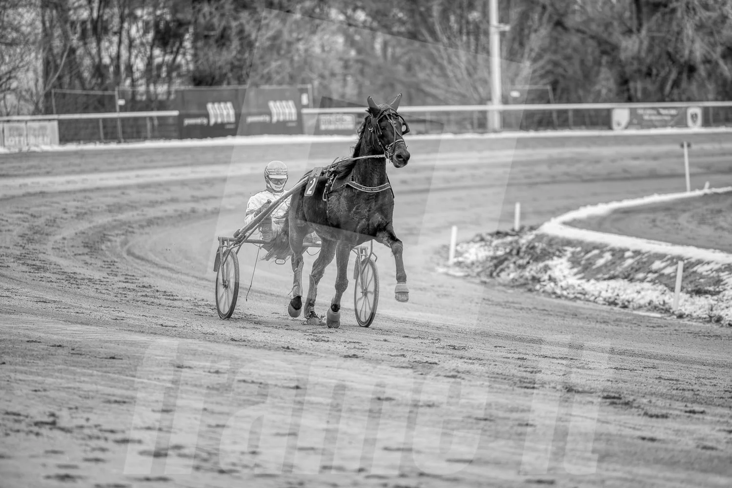 Ein Trabrennpferd mit einem Trabrennfahrer auf der Rennbahn vom Trabrennpark Krieau.